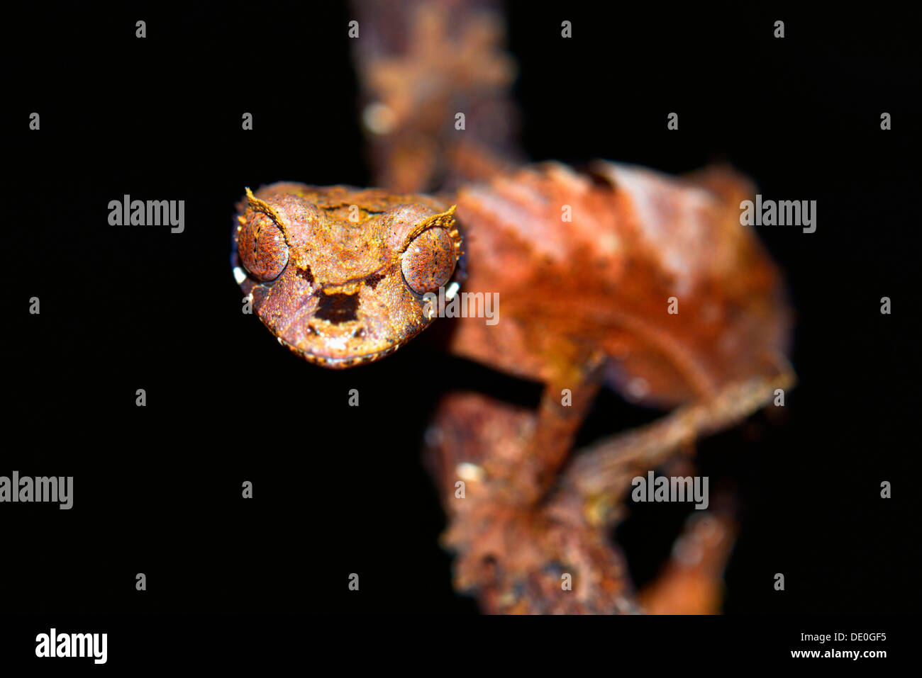 Le gecko à queue de feuille (Uroplatus fiavana) Banque D'Images