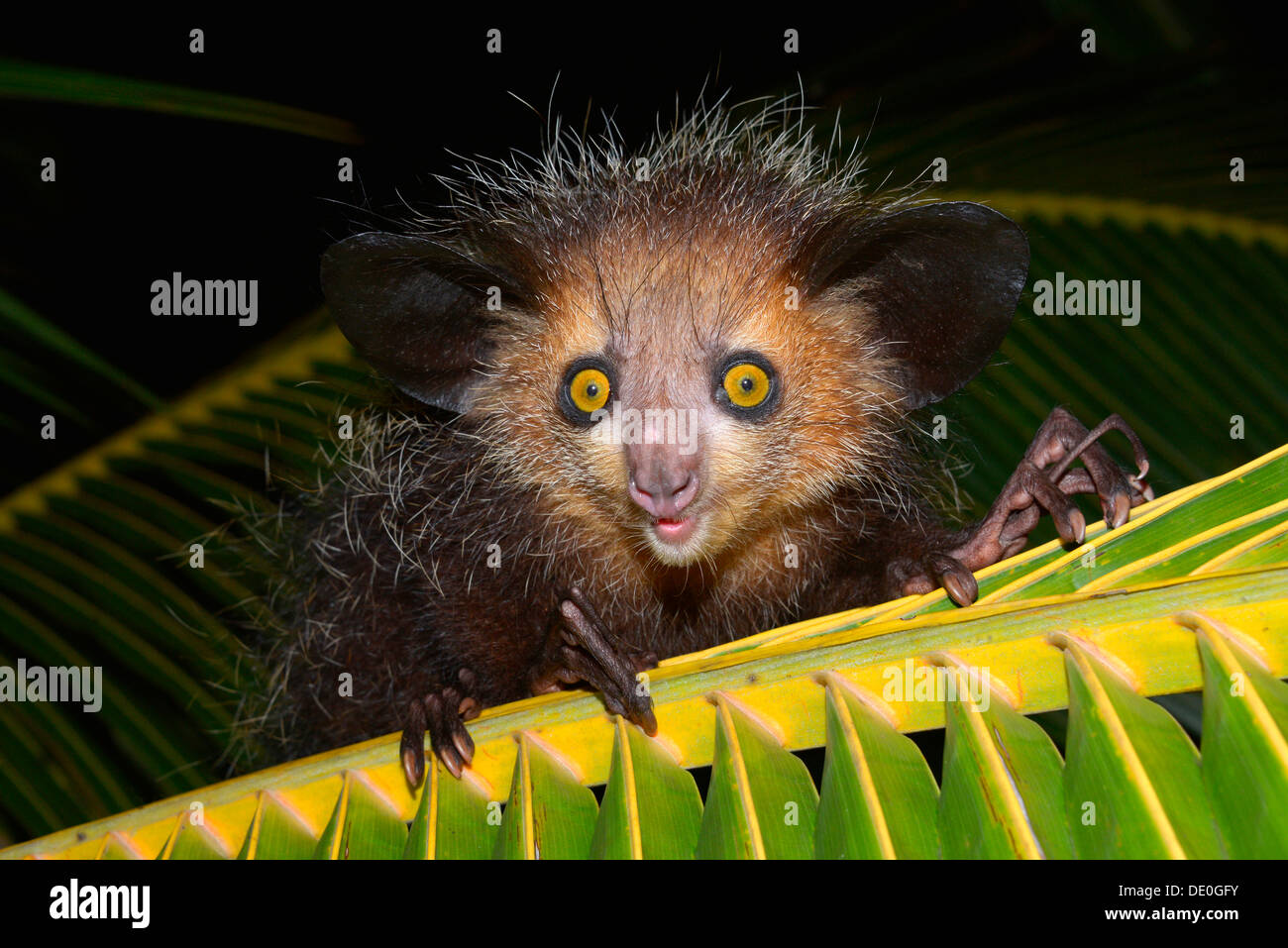 Aye-aye (Daubentonia madagascariensis) sur une feuille de palmier Banque D'Images