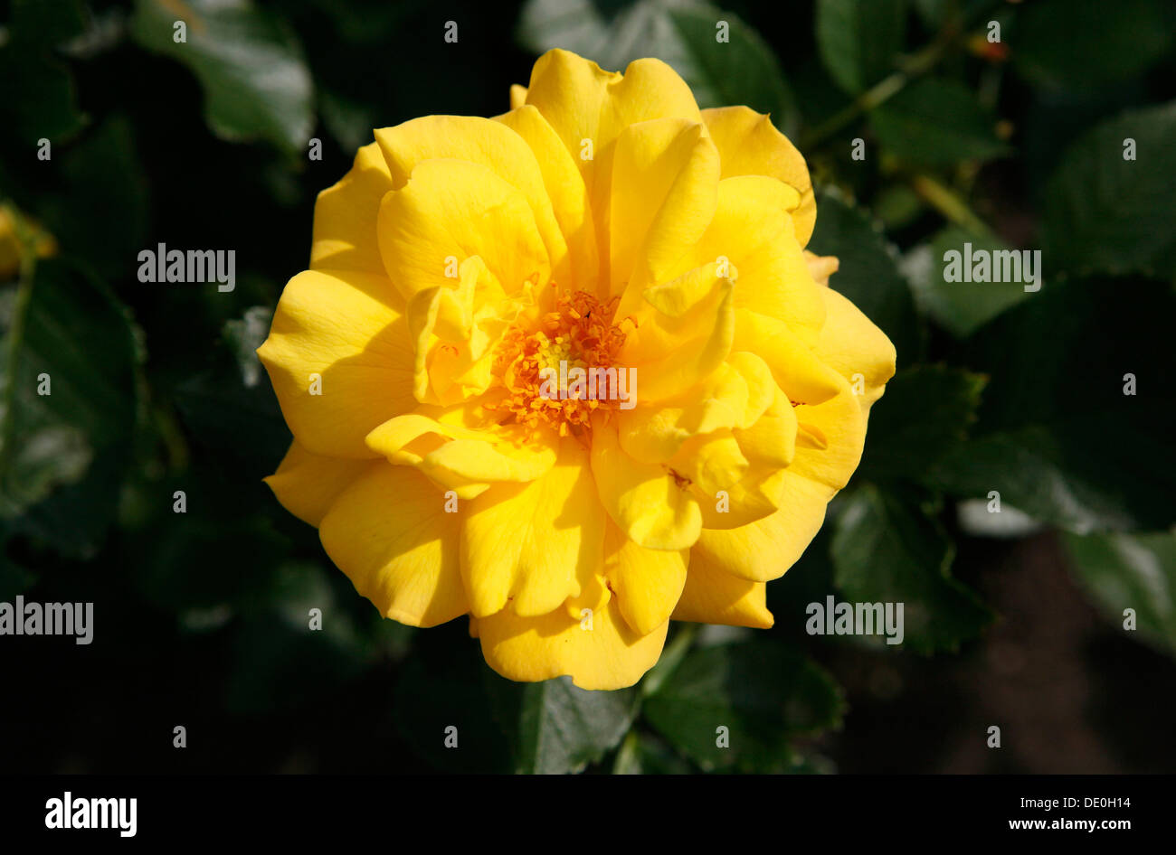 Blooming yellow rose (Rosa) Banque D'Images