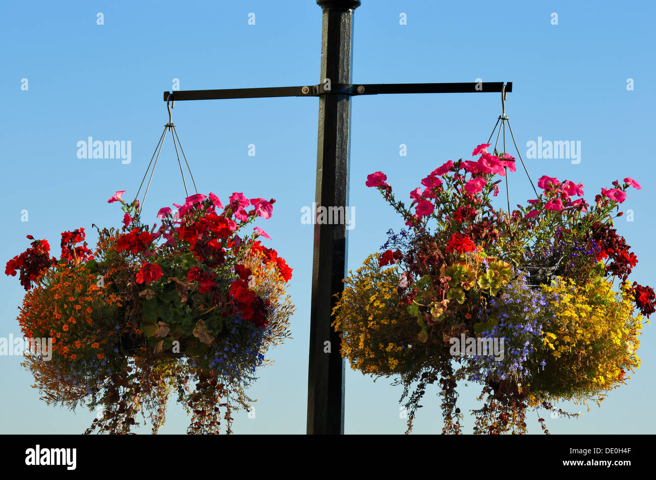 Paniers de fleurs suspendus colorés sur le poteau au centre-ville d'Victoria-Victoria, British Columbia, Canada. Banque D'Images