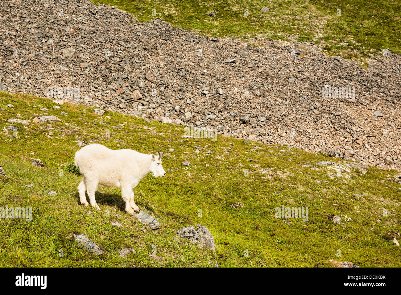La Chèvre de montagne (Oreamnos americanus) le long de la piste du Col-de-Corbeau dans la forêt nationale de Chugach, dans le sud de l'Alaska. Banque D'Images