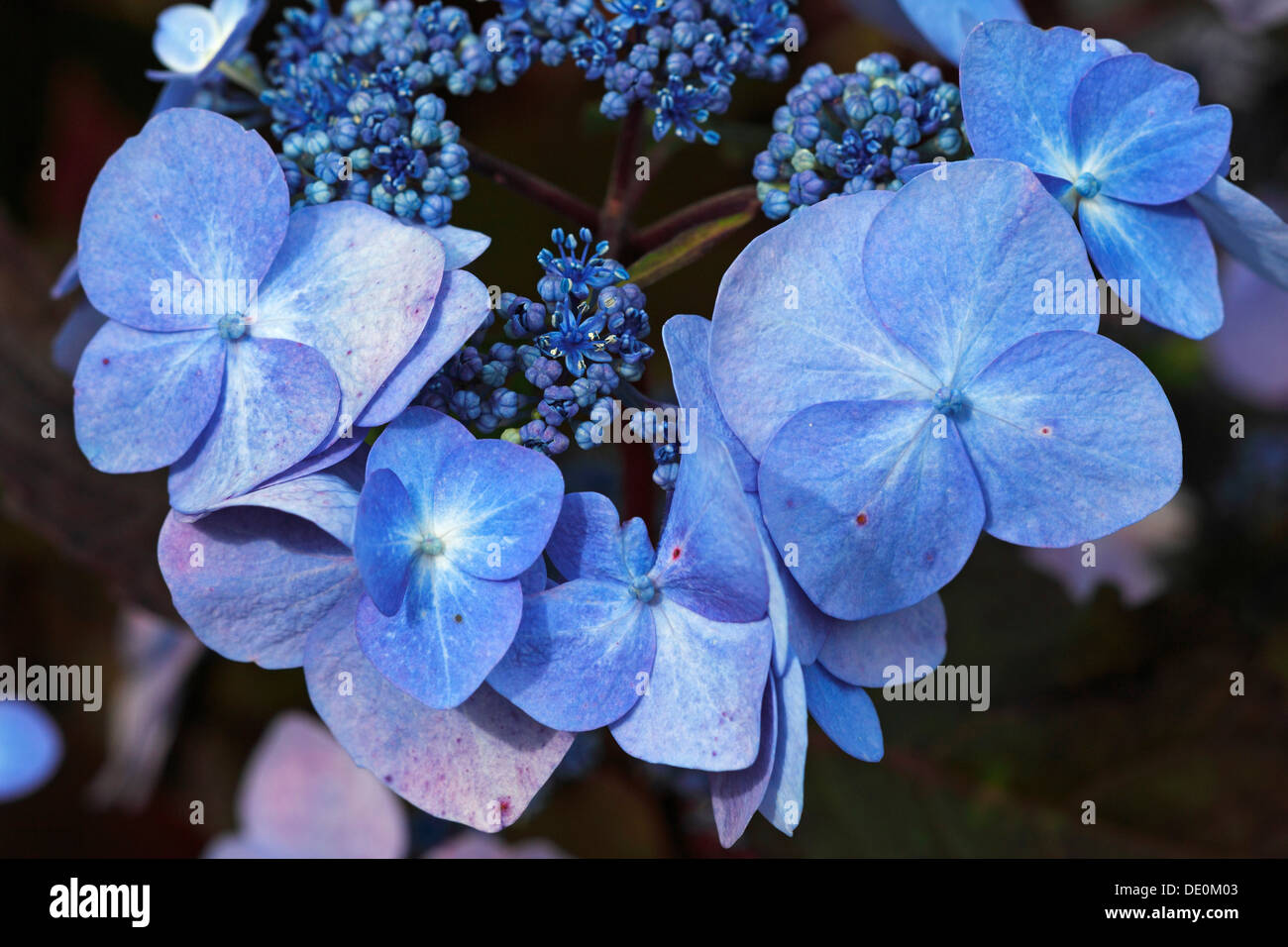 L', Mophead, Français ou Lacecap Hortensia (Hydrangea macrophylla), le cultivar, l'hortensia jardin Banque D'Images