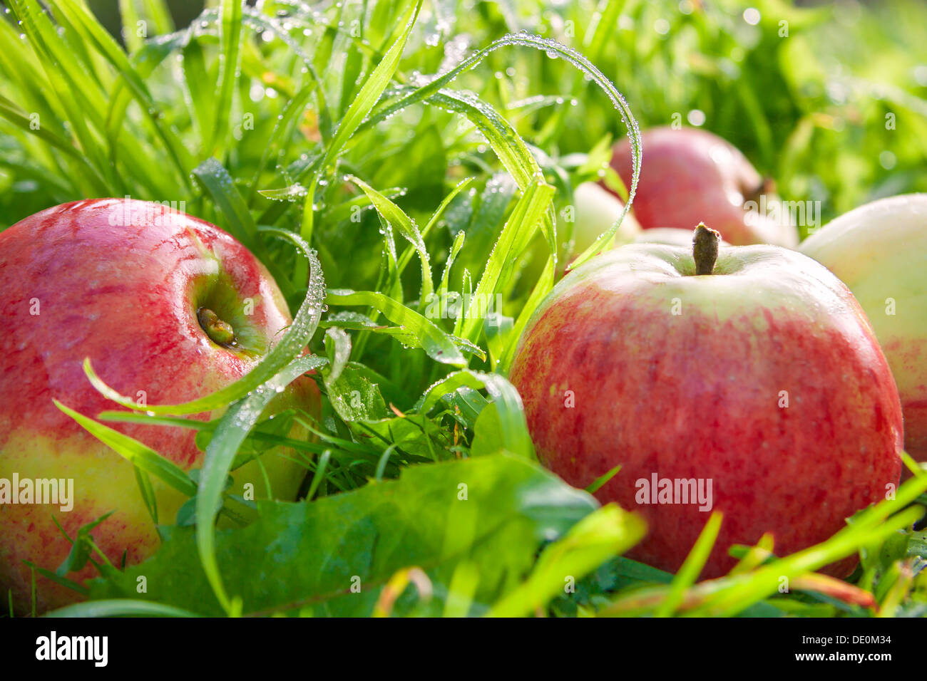 Rouge mûre pommes juteuses se situent sur une herbe verte Banque D'Images
