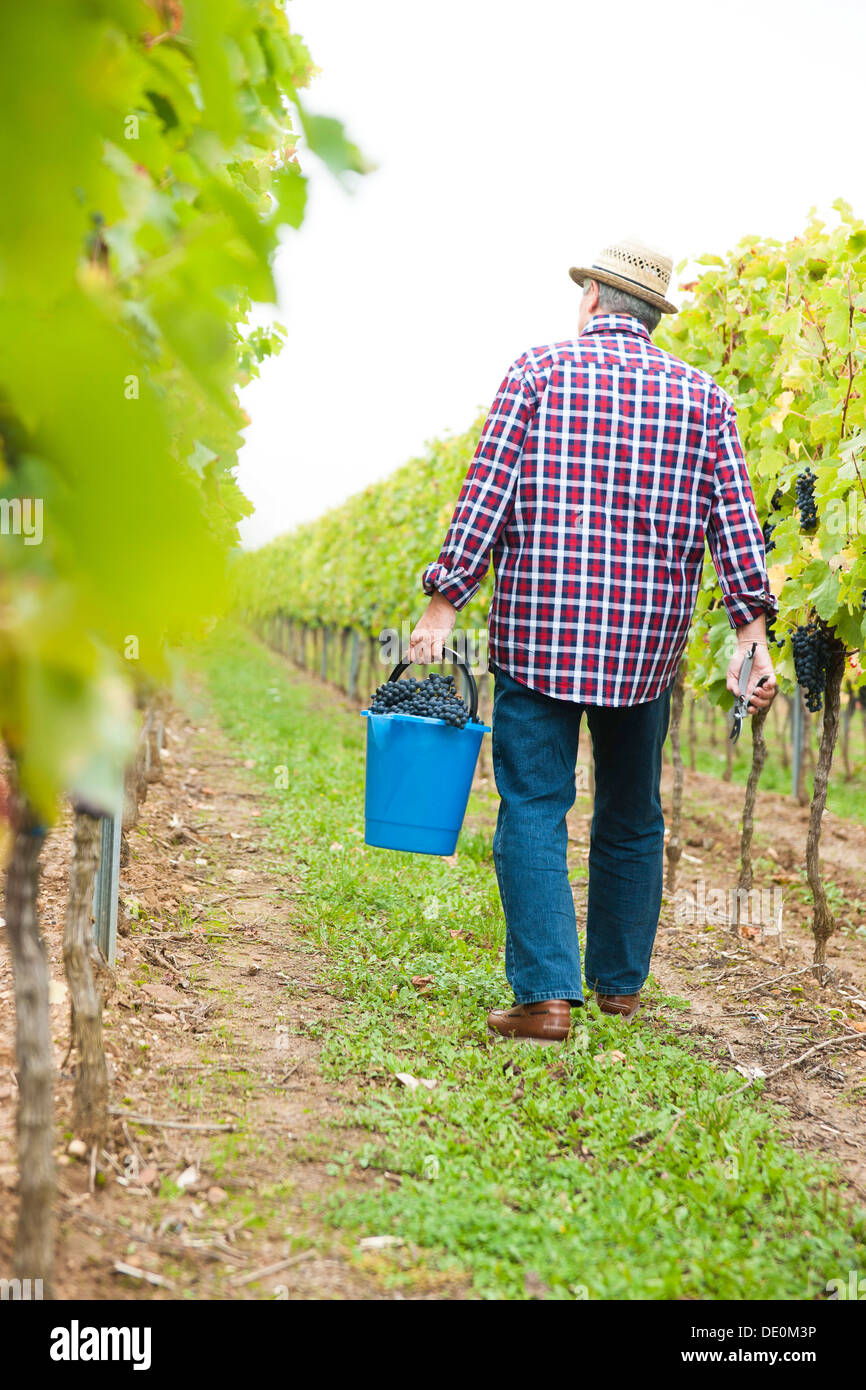Vigneron ou négociant la récolte du raisin dans sa vigne, Rhénanie-Palatinat Banque D'Images