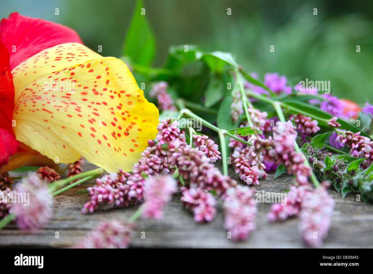 Fleurs de saison colorés sur table en bois Banque D'Images