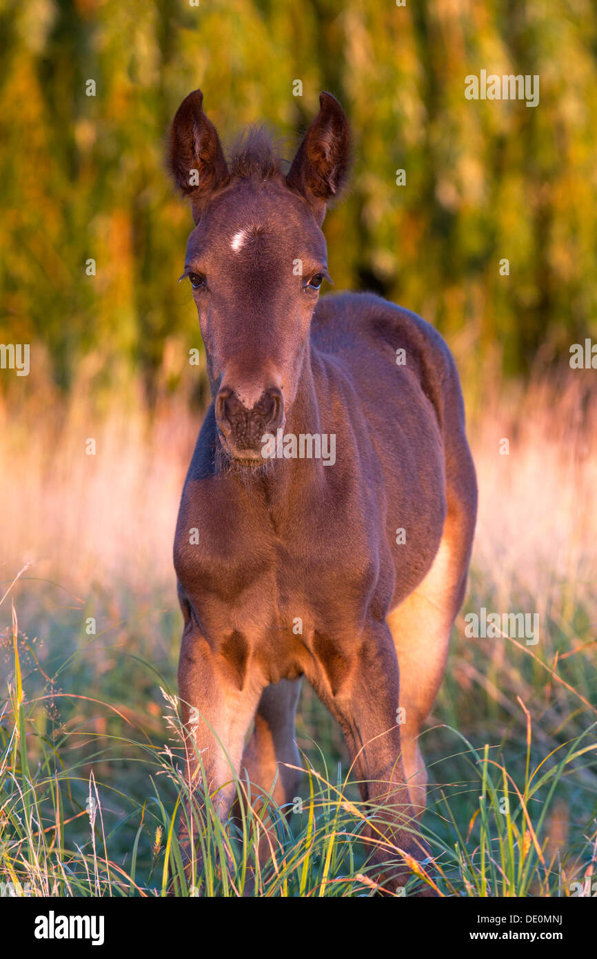 Week old poulain à Harlow, Essex, UK commune à la fin de soir lumière, vue frontale Banque D'Images