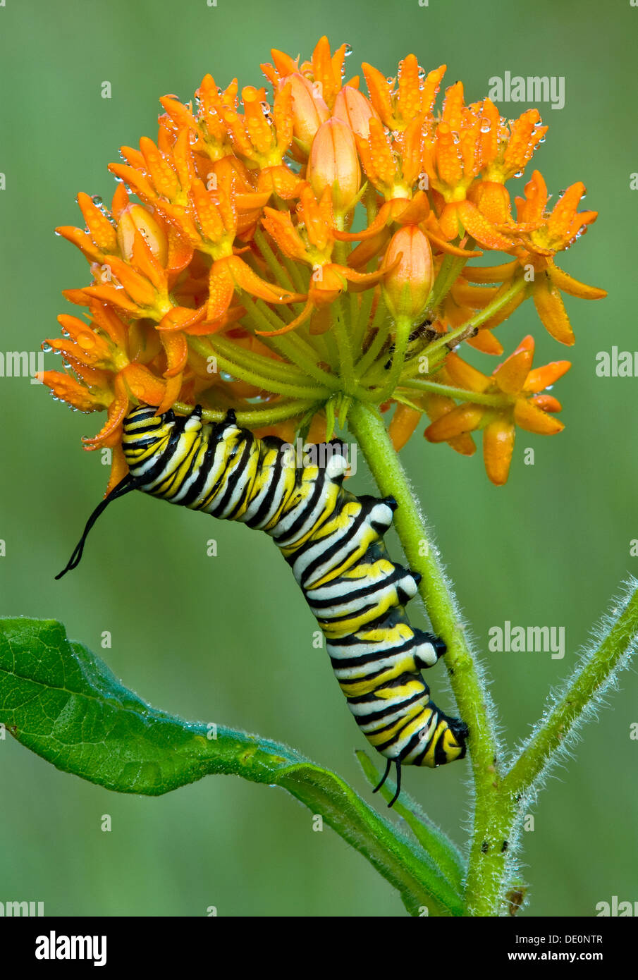 Caterpidanaus plexippus monarque alimentation caterpillar sur la pollinisation des fleurs Asclépiade Asclepias tuberosa E USA Banque D'Images