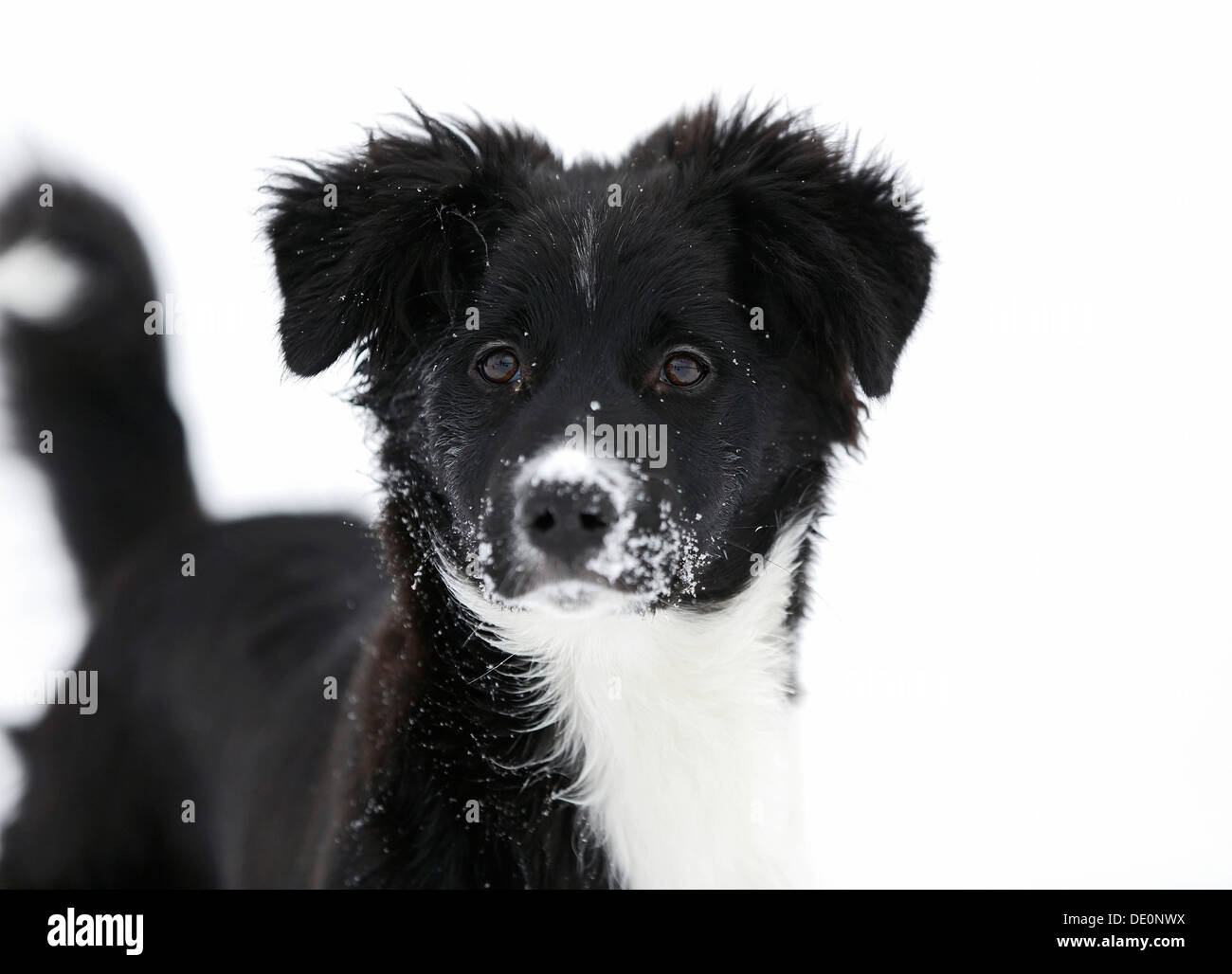 Border Collie puppy, 4 mois, dans la neige Banque D'Images