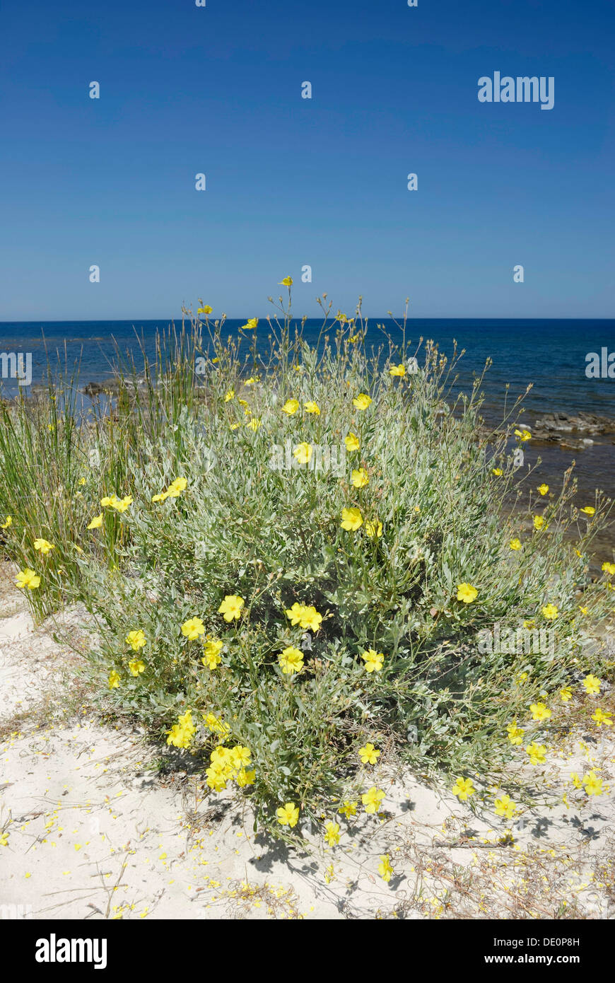 Arbuste à fleurs jaunes, Hamilium hamiliumfolium Rock (rose) sur une plage de sable fin, Santa Anna, pinède, Sardaigne, Italie, Europe Banque D'Images