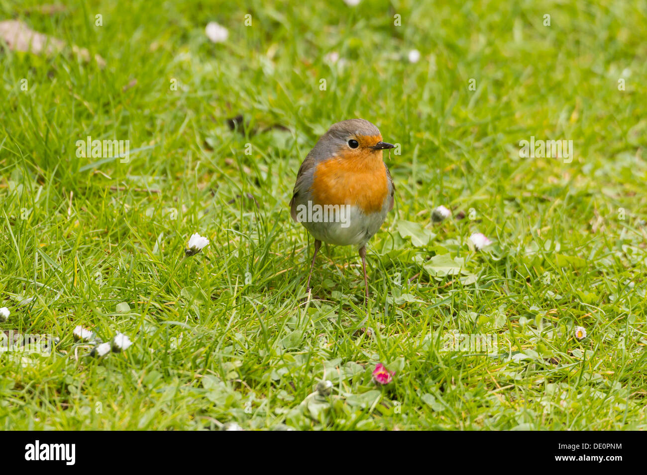 Robin (erithacus rubecula aux abords), sur l'herbe Banque D'Images