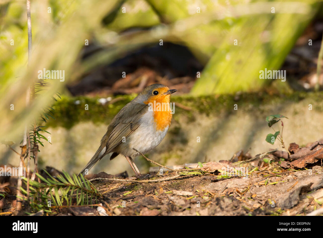 Robin (erithacus rubecula aux abords) perché sur un journal Banque D'Images