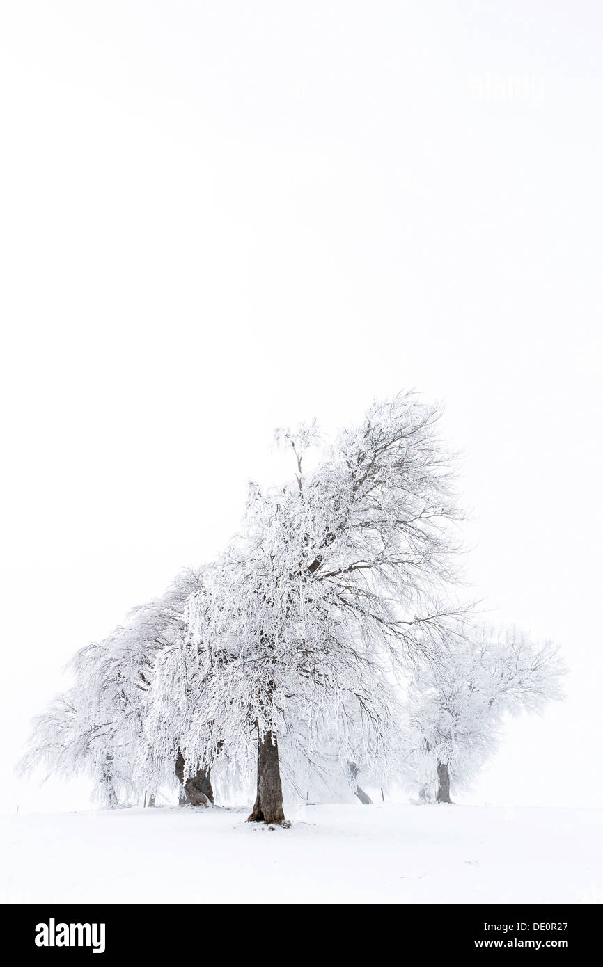 Les hêtres (Fagus sylvatica), en forme d'éolienne de hêtres au Mont Schauinsland en hiver Banque D'Images