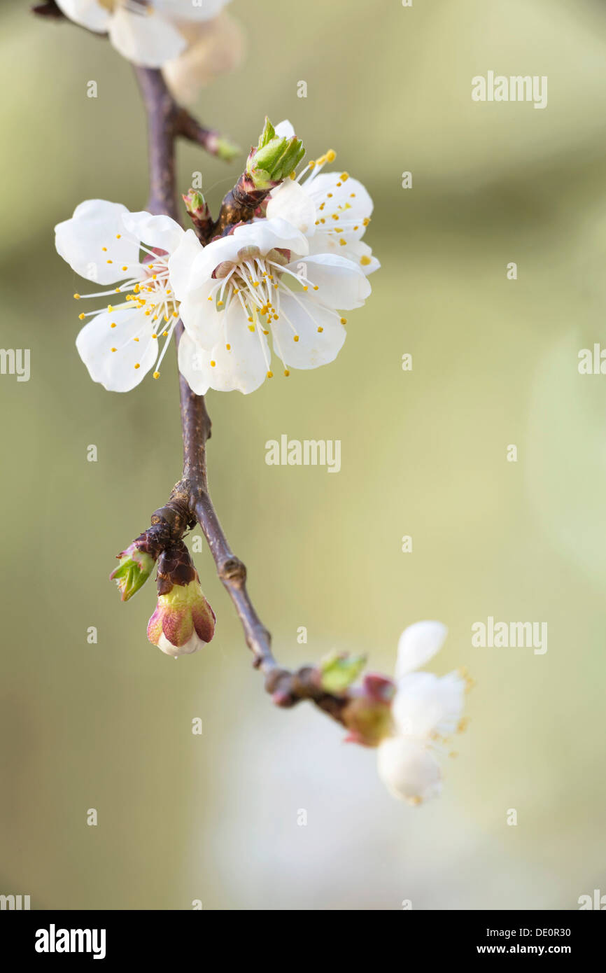 Abricotiers en fleurs Banque de photographies et d’images à haute — free download