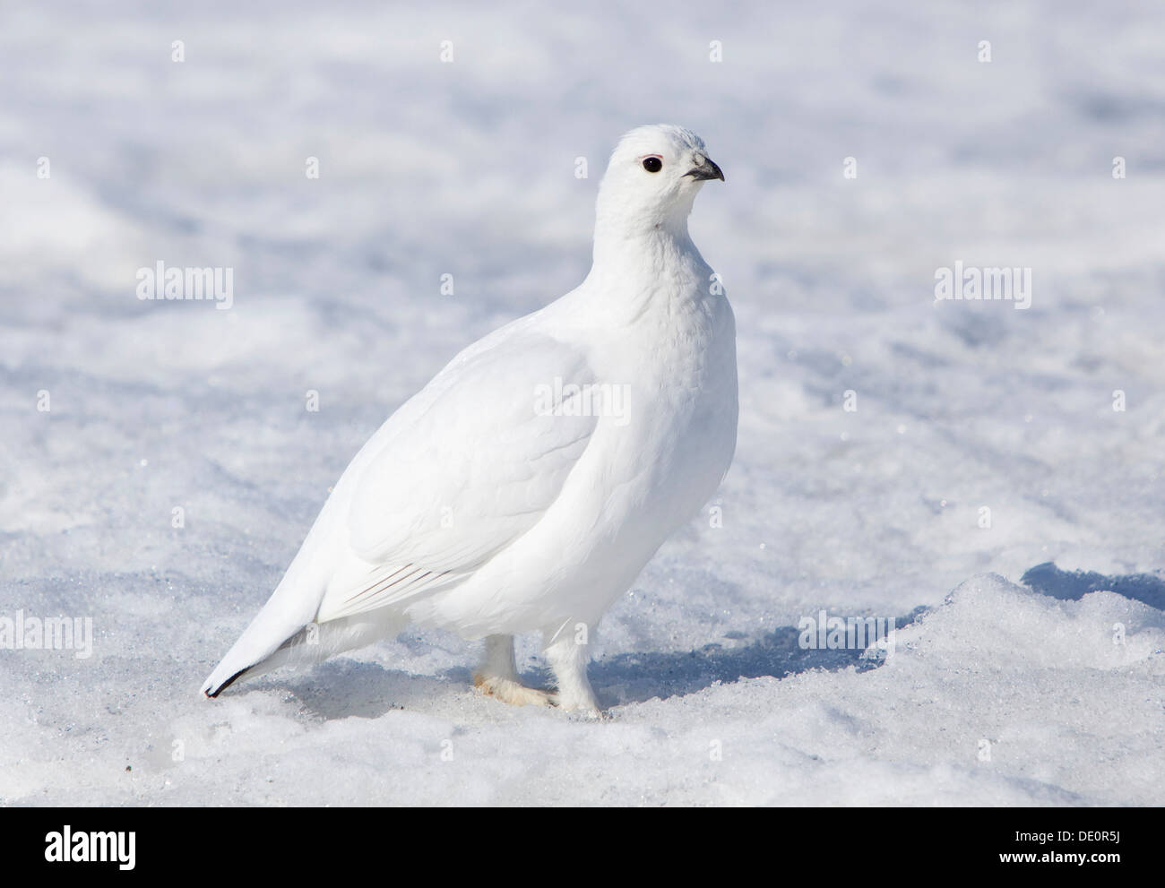 Les lagopèdes des saules ou Lagopède des saules (Lagopus lagopus), en plumage d'hiver, Haines (Colombie-Britannique), B, C., Canada Banque D'Images