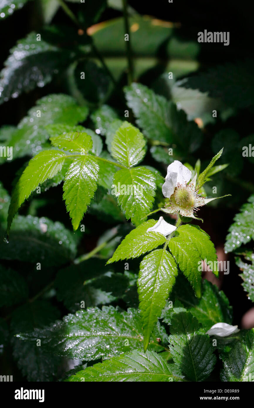 Blackberry arménienne ou discolore (Rubus discolor, Rubus armeniacus), les espèces envahissantes, Big Island, Hawaii, USA Banque D'Images