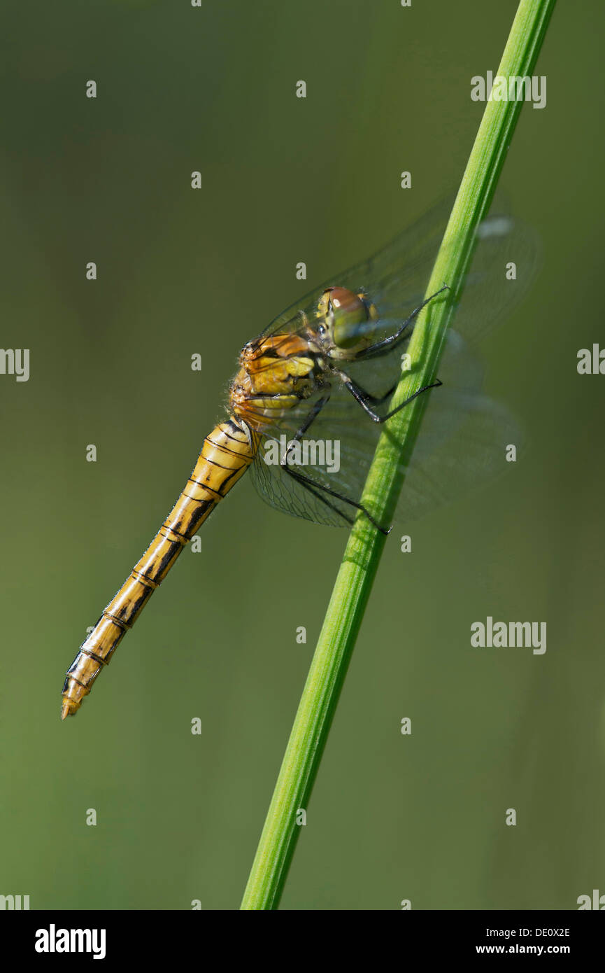 Femelle de Sympetrum depressiusculum tacheté vert (skimmer), la famille (Libellulidae) Banque D'Images