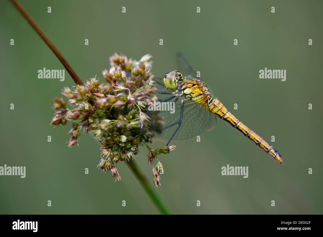 Femelle de Sympetrum depressiusculum tacheté vert (skimmer), la famille (Libellulidae) Banque D'Images