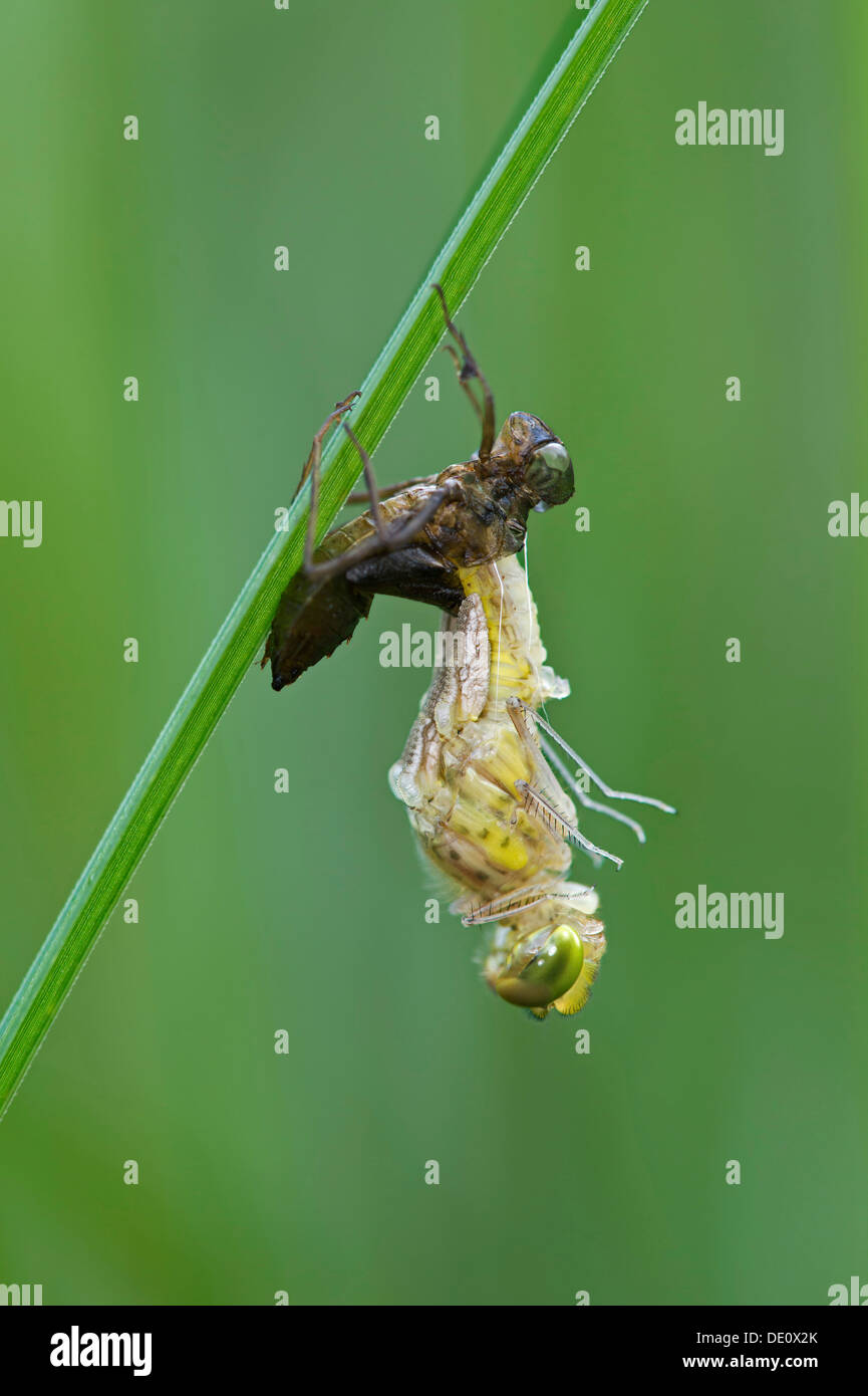 L'éclosion d'une libellule Sympetrum depressiusculum (dard) Banque D'Images