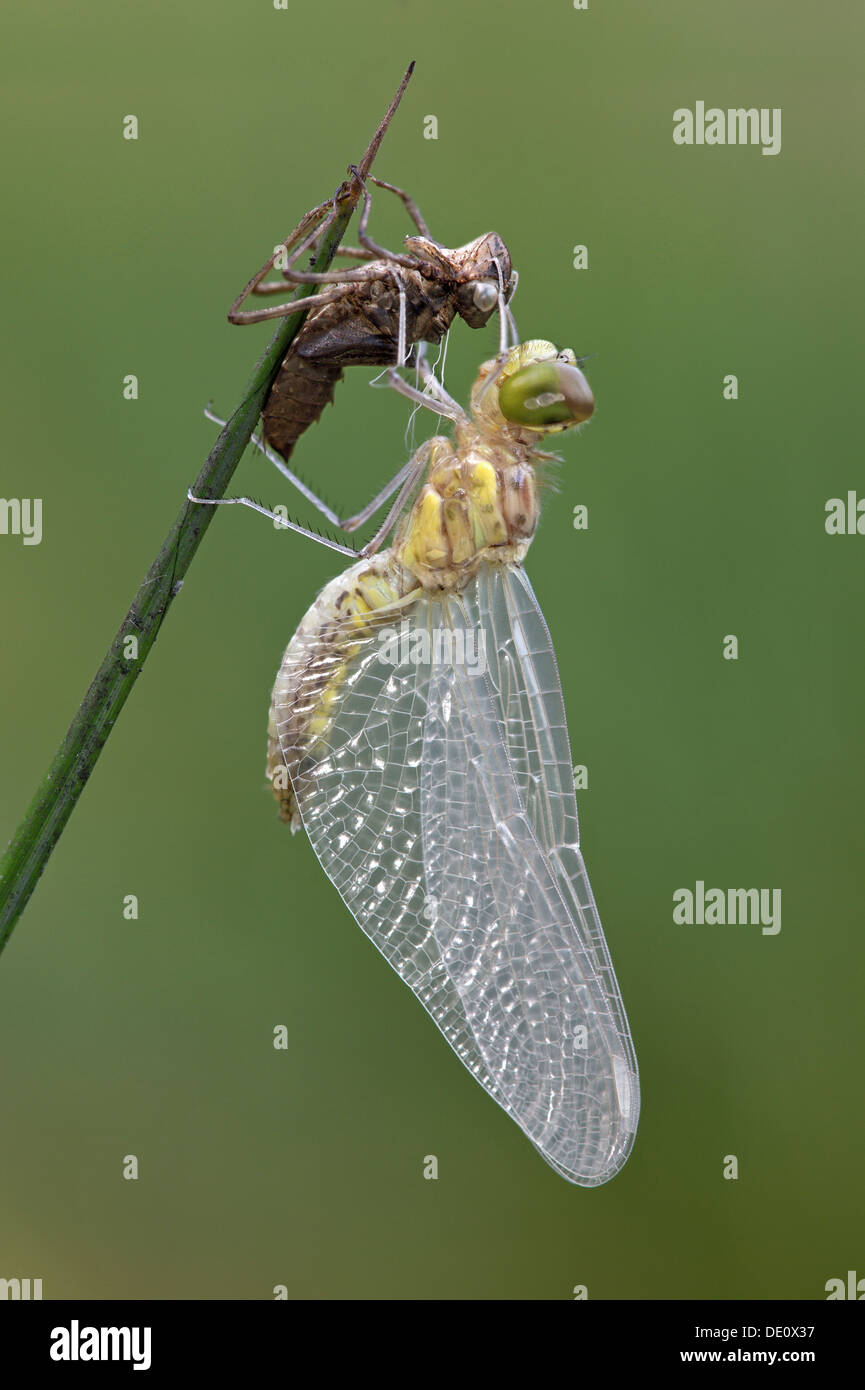Repéré récemment éclos (Sympetrum depressiusculum dard) avec des exuvies larvaires vide (cas) Banque D'Images