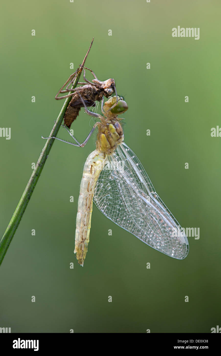 Repéré récemment éclos (Sympetrum depressiusculum dard) avec des exuvies larvaires vide (cas) Banque D'Images