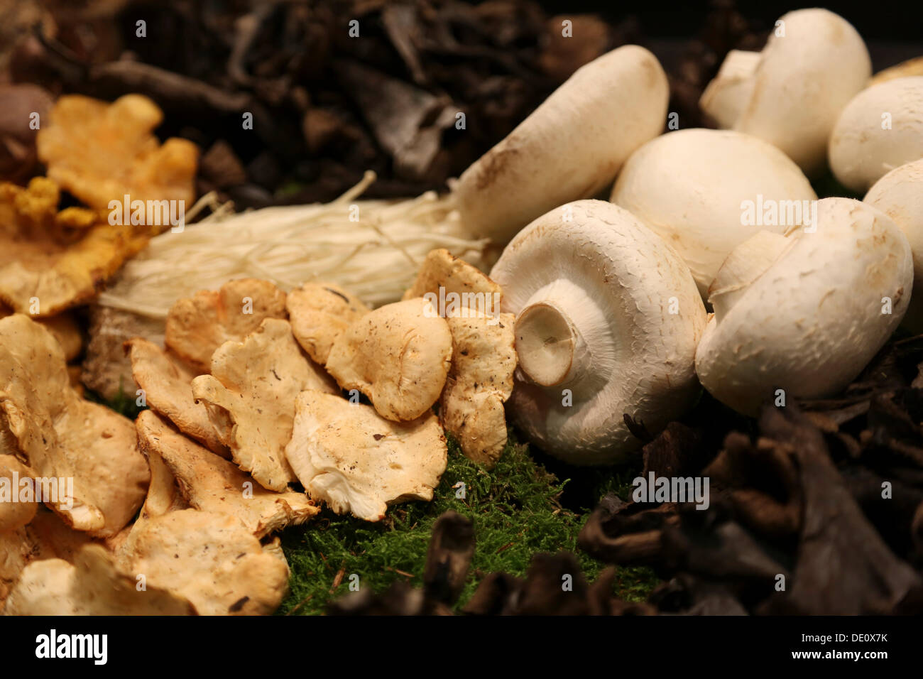 Différents types de champignons sur un stand à la Fruit Logistica Banque D'Images