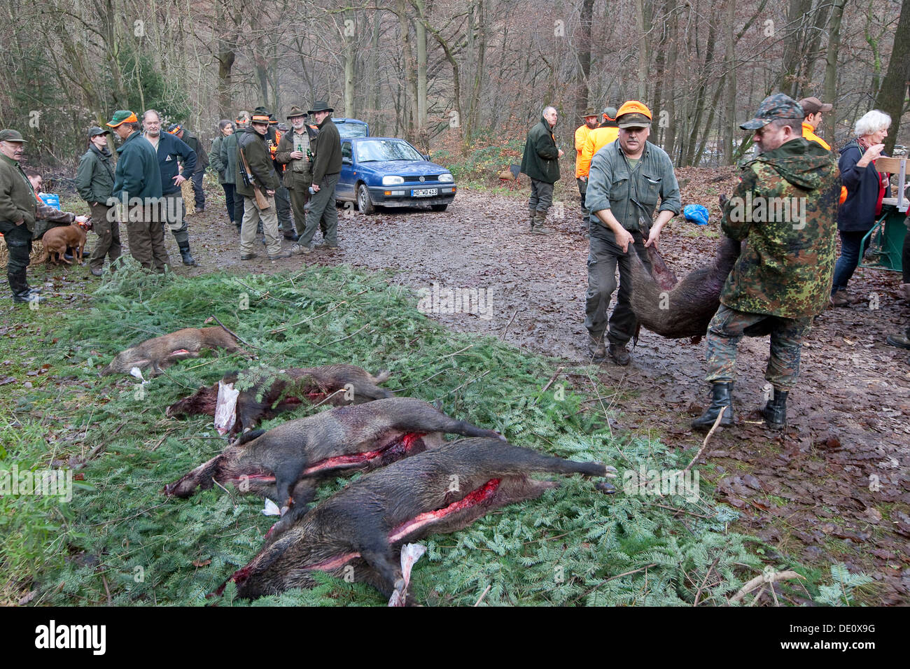 Driven chasse et battue de sangliers dans la région de l'Odenwald, Heidelberg, Bade-Wurtemberg Banque D'Images