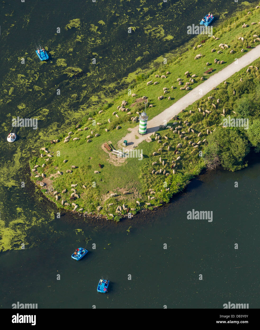 Vue aérienne, la croissance des algues à l'extrémité d'une langue de terre avec des moutons, des pédalos, Kemnader See, lac et réservoir, Witten, Ruhr Banque D'Images