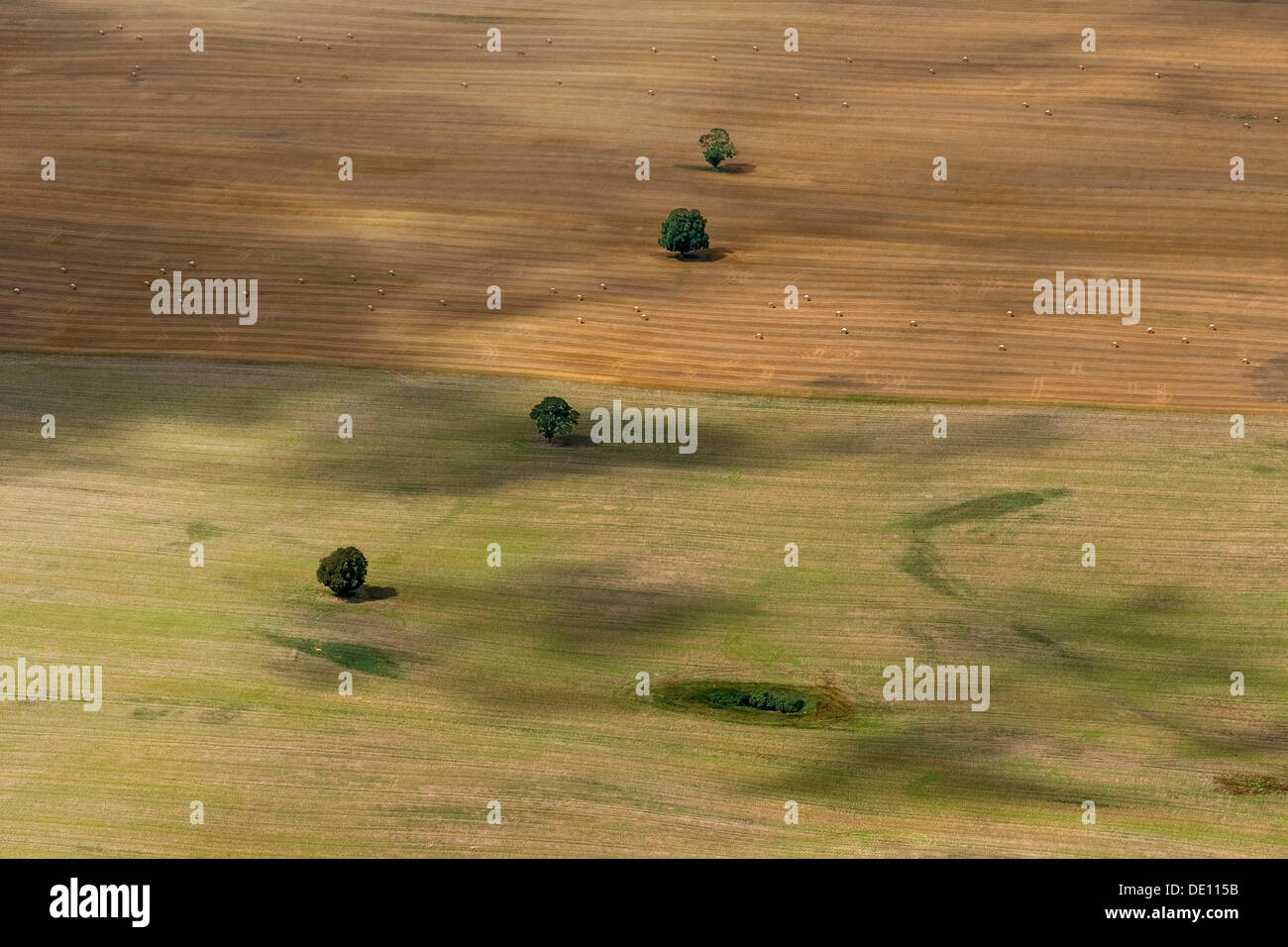 Vue aérienne, des arbres solitaires sur un champ, une ferme, moraine Banque D'Images
