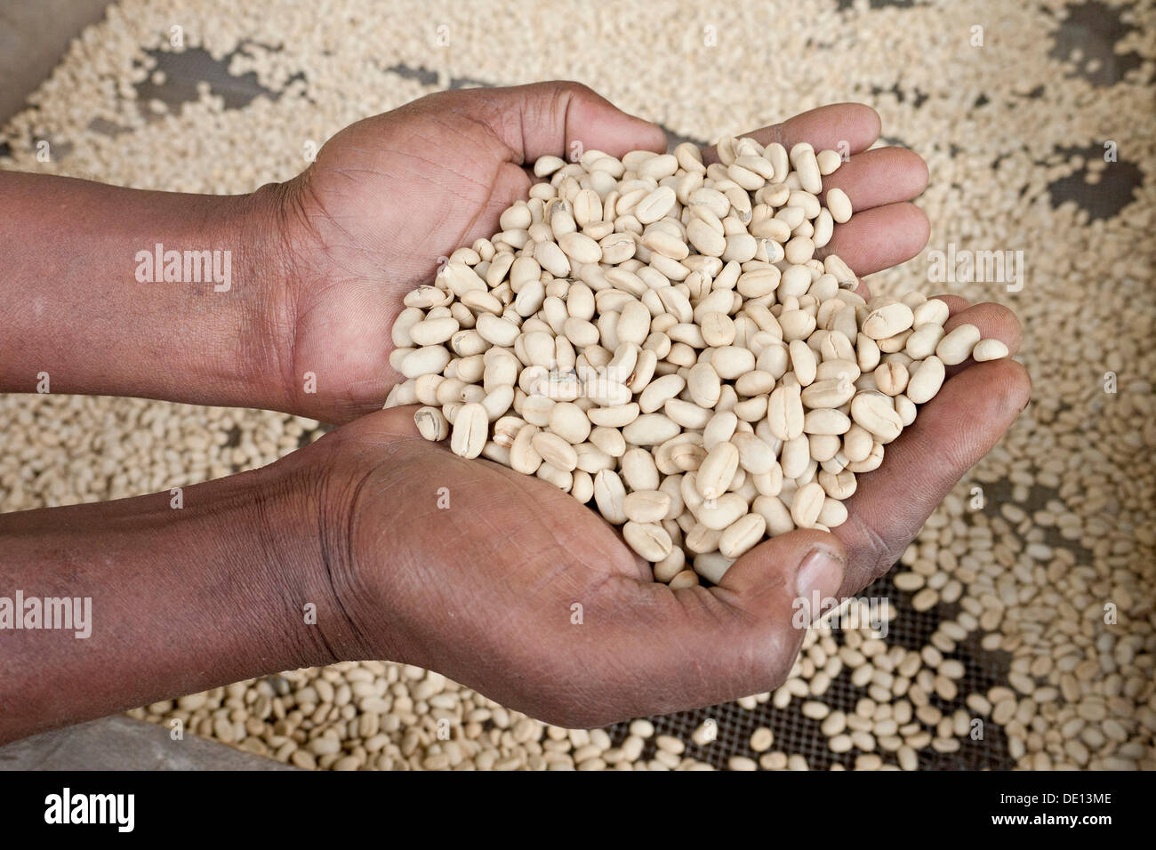 Mains tenant les grains de café verts écossés lors du séchage, les plantations de café sur les pentes du mont Meru, Tanzania, Africa Banque D'Images