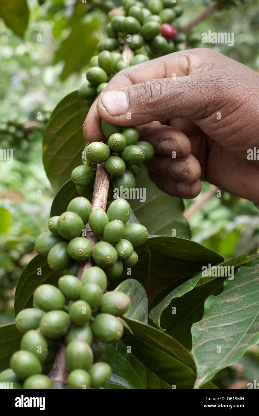 Cueillette à la main ne sont pas mûrs, les grains de café vert sur le bush, une plantation de café sur les pentes du Mont Meru près d'Arusha, Tanzania, Africa Banque D'Images