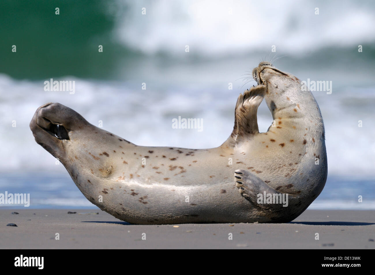 Phoque commun (Phoca vitulina), en sommeil sur la plage, mer du Nord, Duene, Helgoland, Schleswig Holstein Banque D'Images