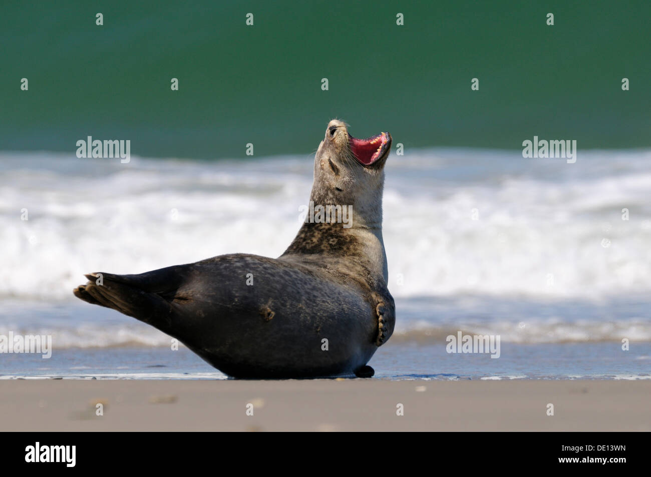 Phoque commun (Phoca vitulina), en sommeil sur la plage, mer du Nord, Duene, Helgoland, Schleswig Holstein Banque D'Images