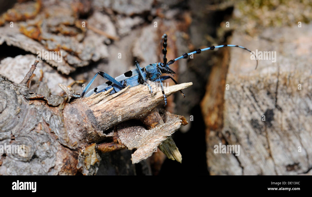 Rosalia Longicorn (Rosalia alpina) Banque D'Images