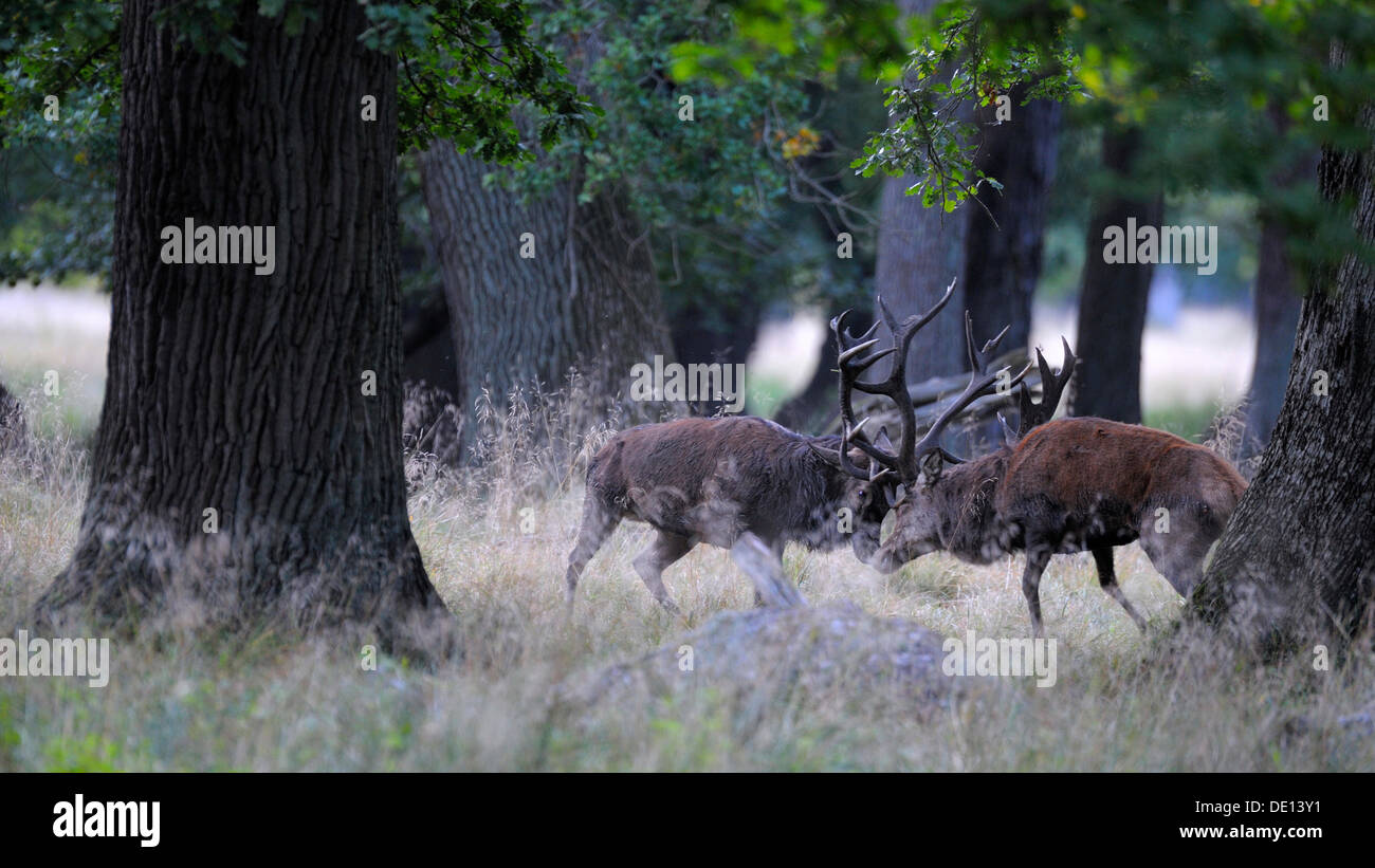 Red Deer (Cervus elaphus), l'orniérage cerfs, combats, Jaegersborg, Danemark, Scandinavie, Europe Banque D'Images