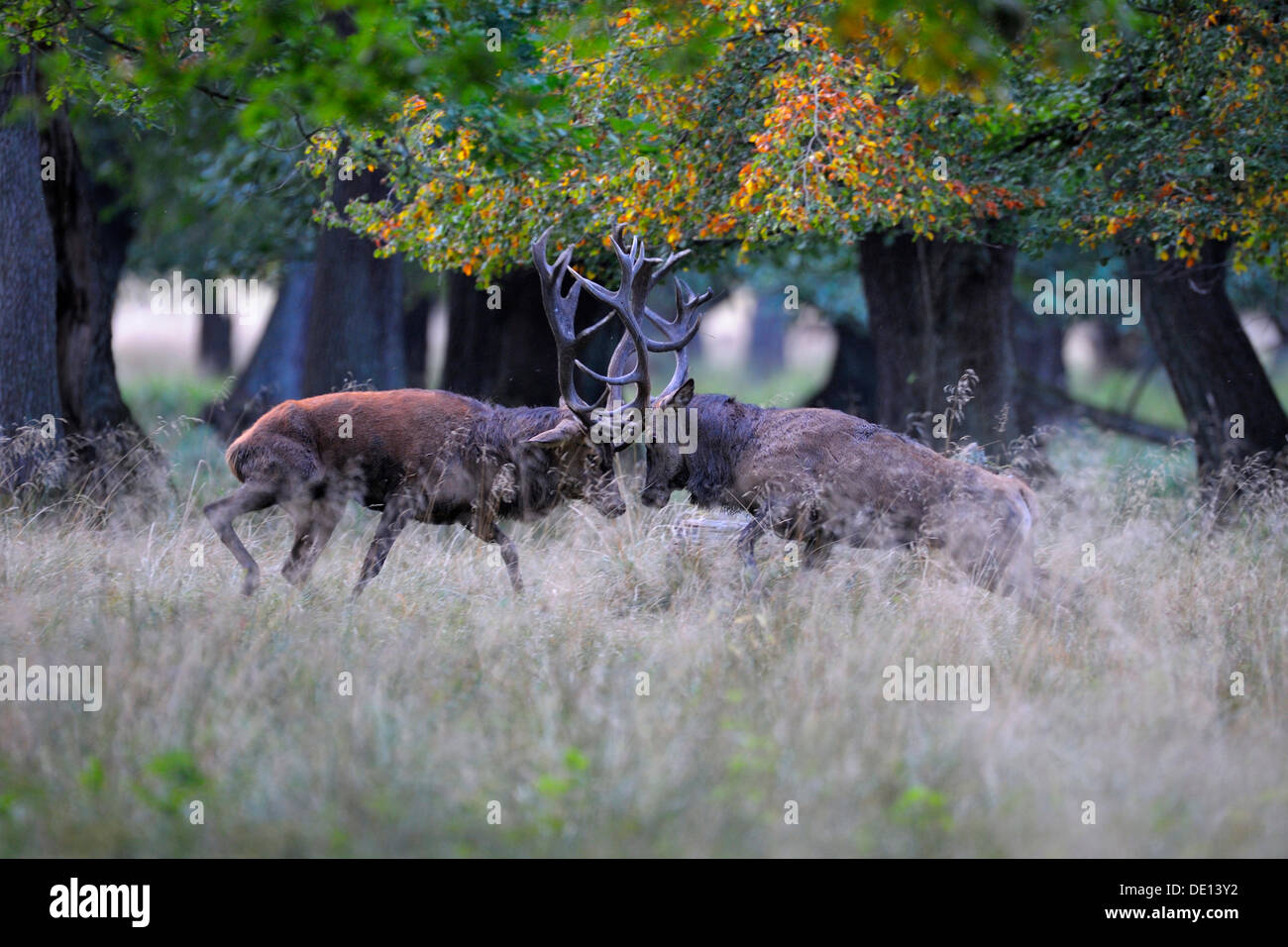 Red Deer (Cervus elaphus), l'orniérage cerfs, combats, Jaegersborg, Danemark, Scandinavie, Europe Banque D'Images