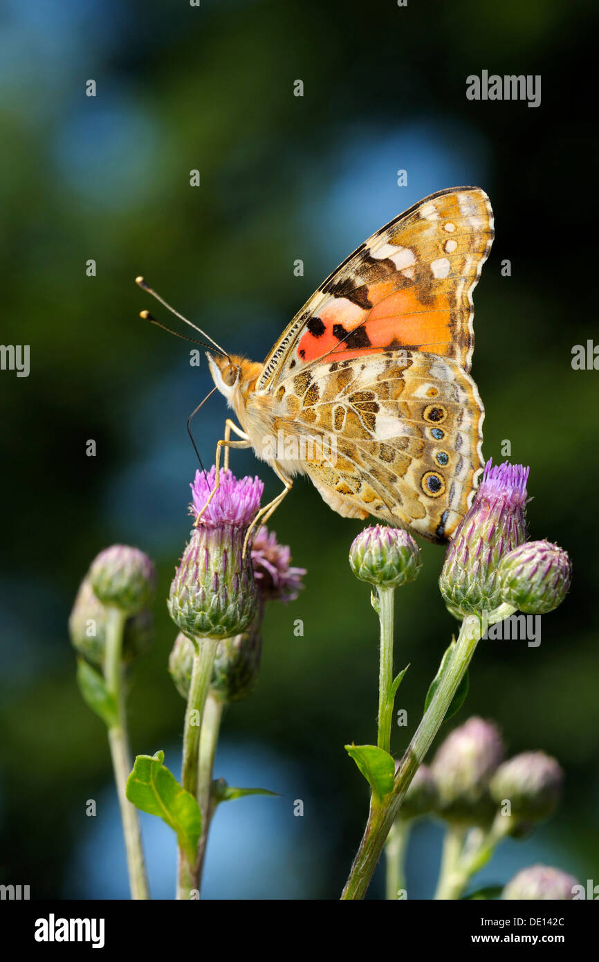La belle dame (Vanessa cardui), l'alimentation sur un chardon des champs (Cirsium arvense), Biosphaerengebiet biosphère Alb Schwaebische Banque D'Images