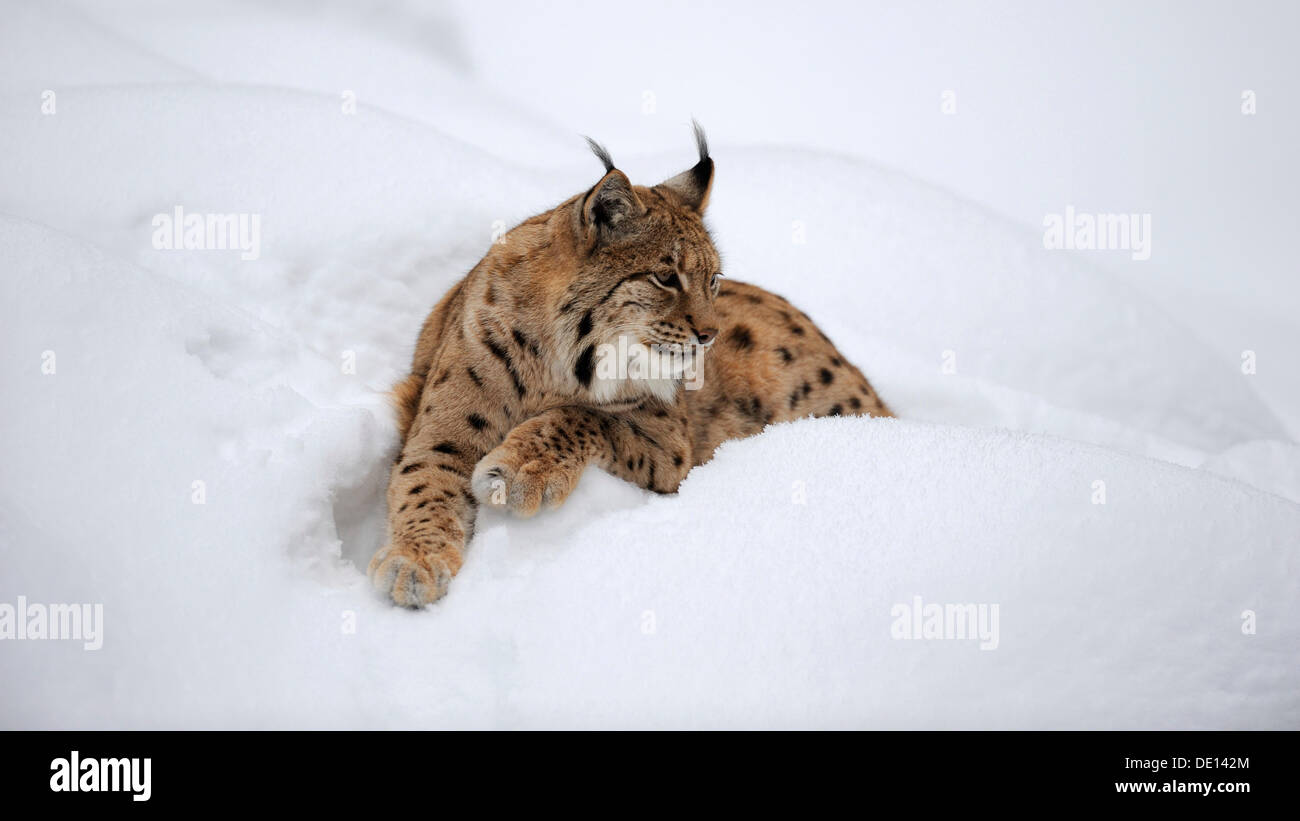 Le Lynx eurasien (Lynx lynx), couché dans la neige, boîtier, parc national, forêt de Bavière, la Bavière Banque D'Images