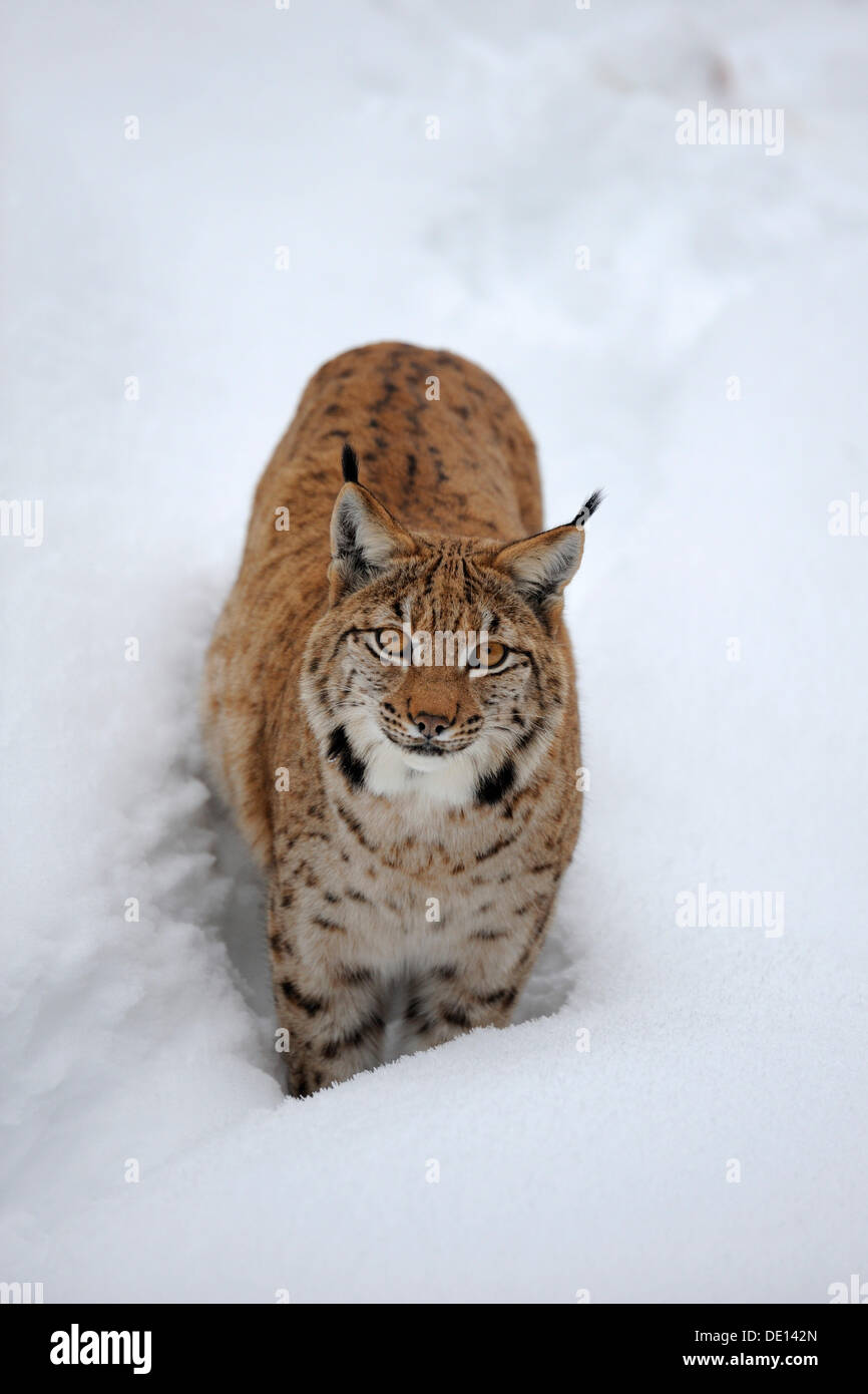 Le Lynx eurasien (Lynx lynx), dans la poudreuse profonde, boîtier, parc national, forêt de Bavière, la Bavière Banque D'Images