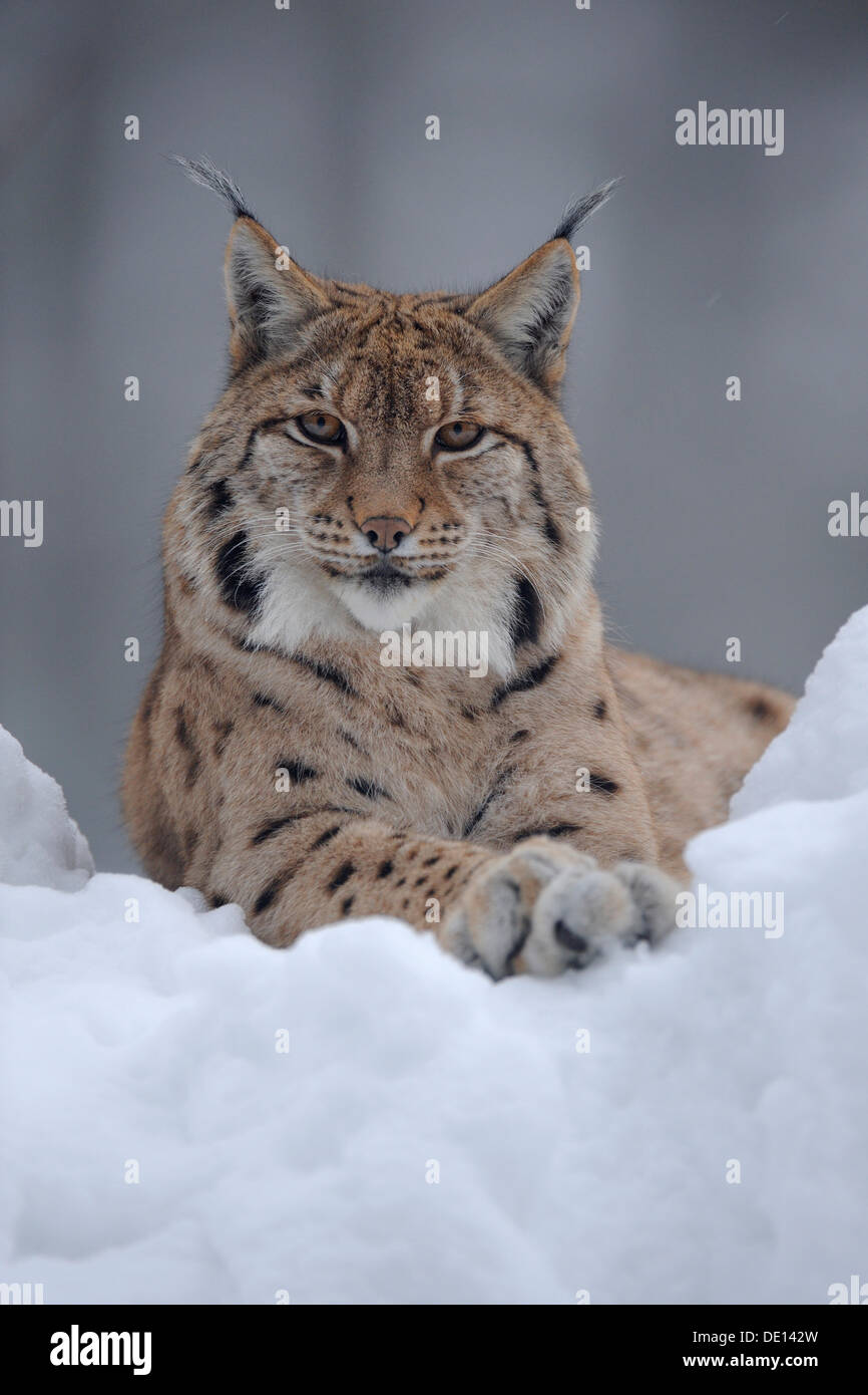 Le Lynx eurasien (Lynx lynx), dans la poudreuse profonde, boîtier, parc national, forêt de Bavière, la Bavière Banque D'Images