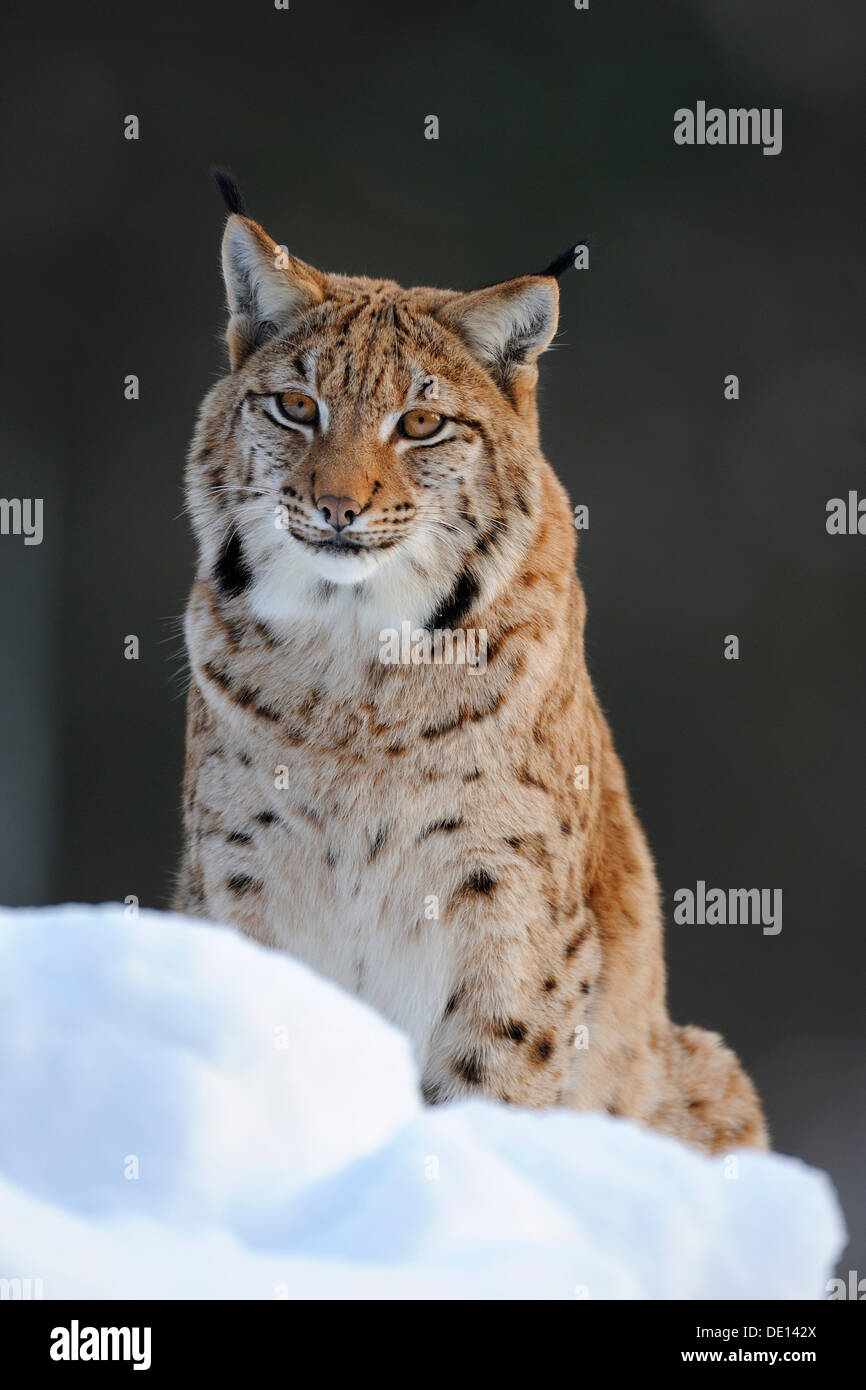 Le lynx eurasien (Lynx lynx), Wildlife park, Nationalpark Bayerischer Wald, forêt de Bavière, parc national de Bavière Banque D'Images