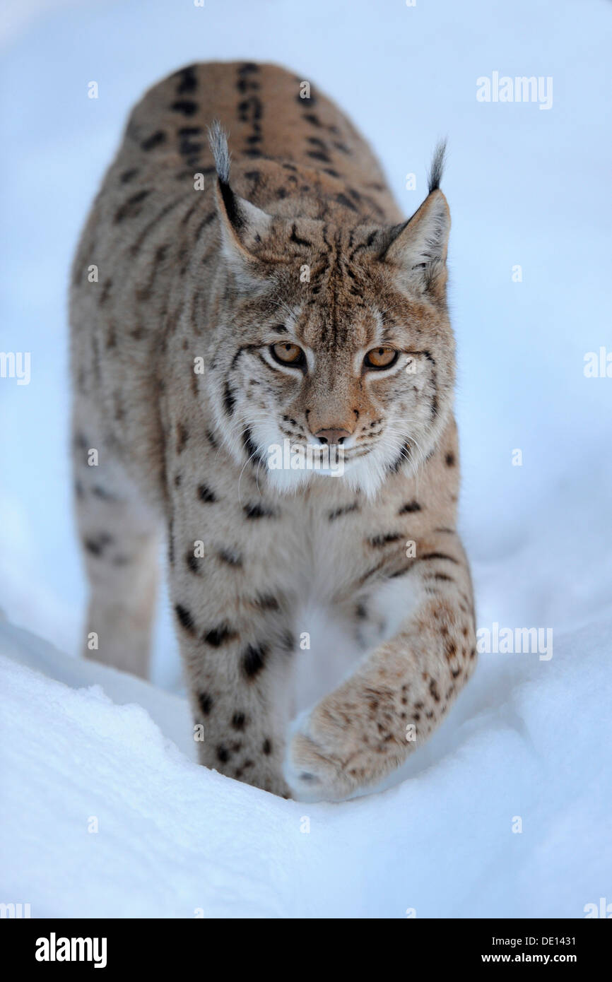 Le Lynx eurasien (Lynx lynx), courant à travers la neige profonde, composé, forêt de Bavière National Forest, Bavaria Banque D'Images