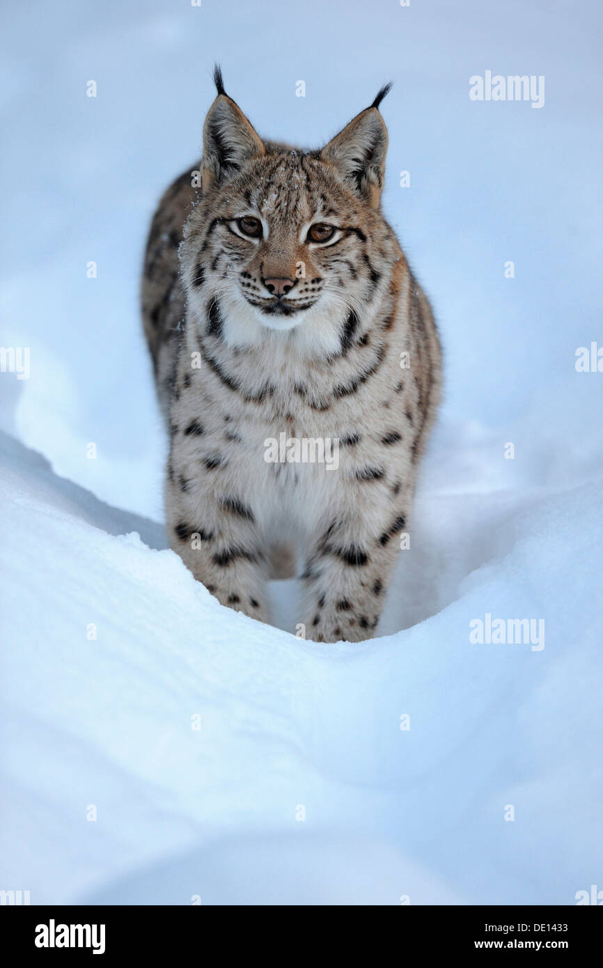 Le Lynx eurasien (Lynx lynx), Cub, courant à travers la neige profonde, composé, forêt de Bavière National Forest, Bavaria Banque D'Images