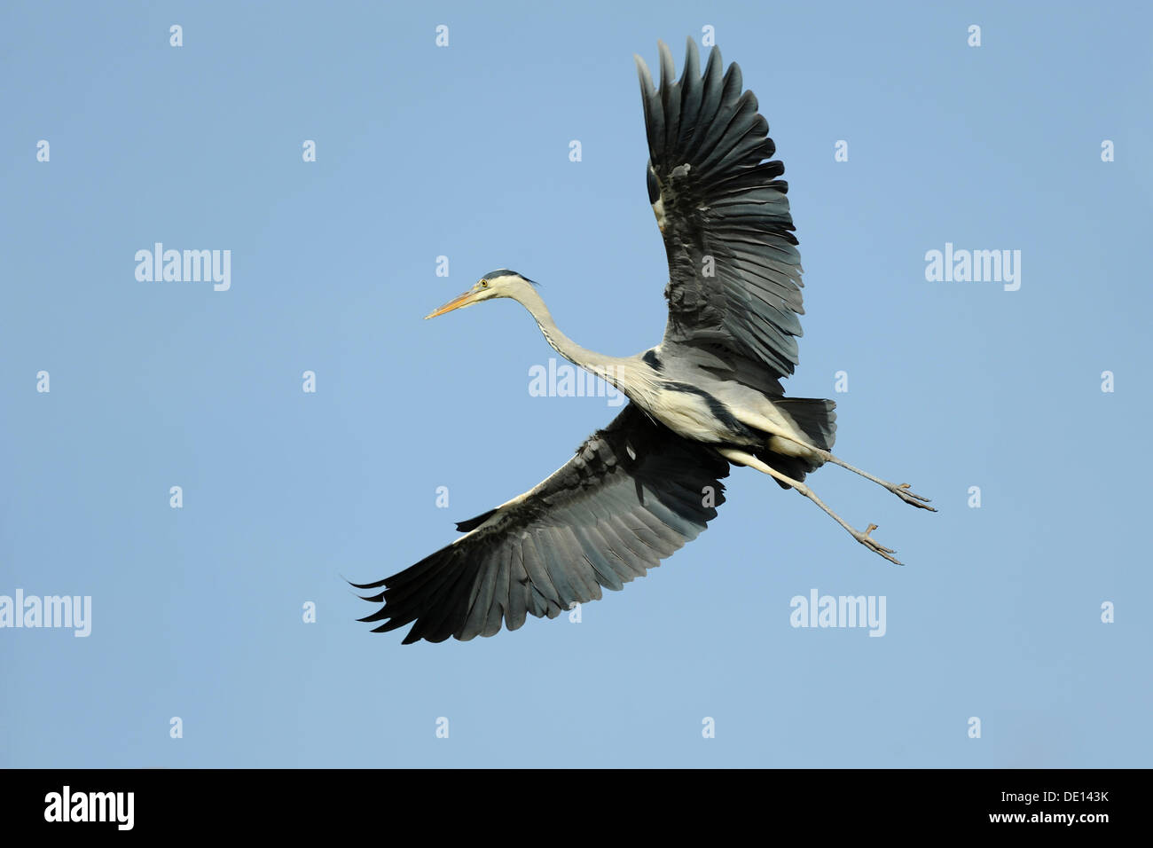 Héron cendré (Ardea cinerea) en vol avec le matériel du nid Banque D'Images