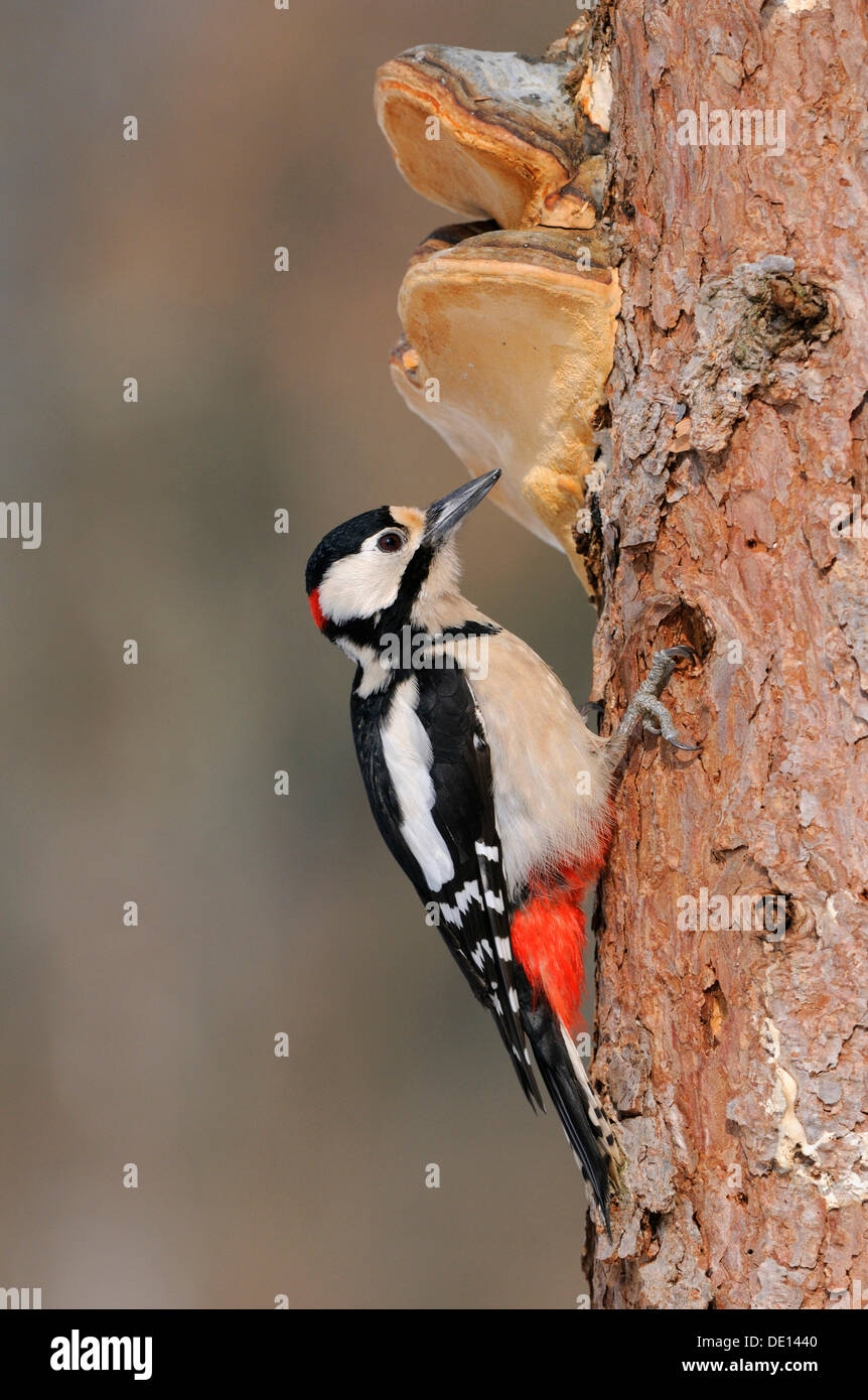 Great Spotted Woodpecker (Dendrocopos major), homme, sur un tronc de mélèze avec champignons, Réserve de biosphère de l'UNESCO, Jura Souabe Banque D'Images