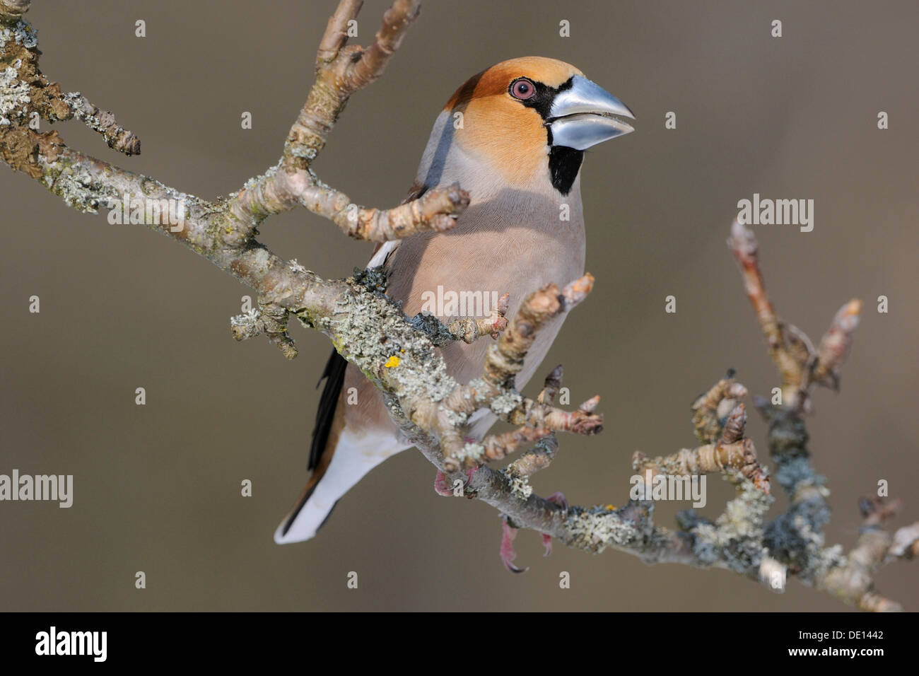 (Coccothraustes coccothraustes Hawfinch) mâle en plumage nuptial, perché sur apple tree branch, Réserve de biosphère de l'UNESCO Banque D'Images