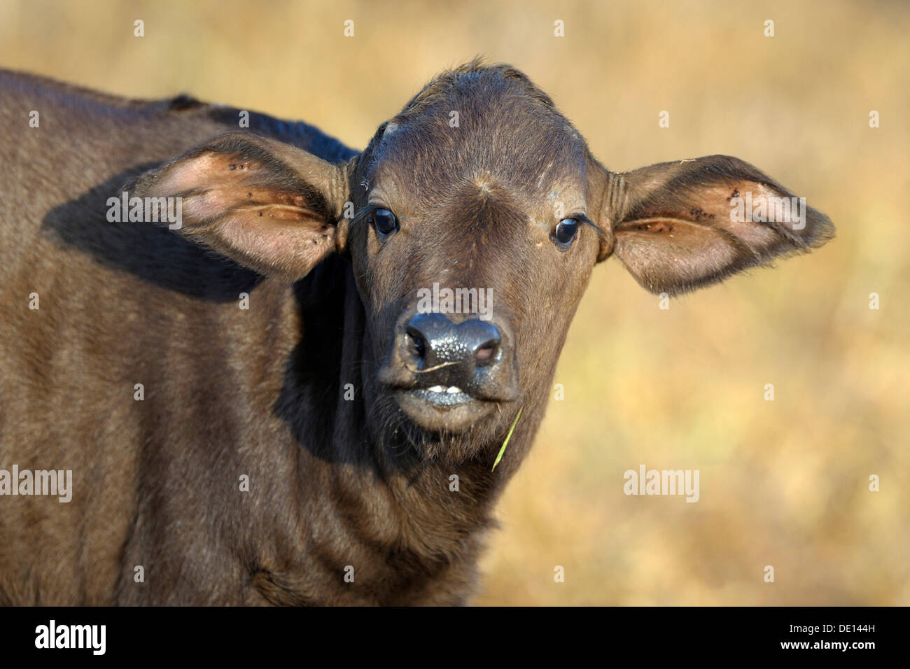 Buffle d'Afrique (Syncerus caffer), veau, portrait, Parc national du lac Nakuru, Kenya, Afrique de l'Est, l'Afrique Banque D'Images