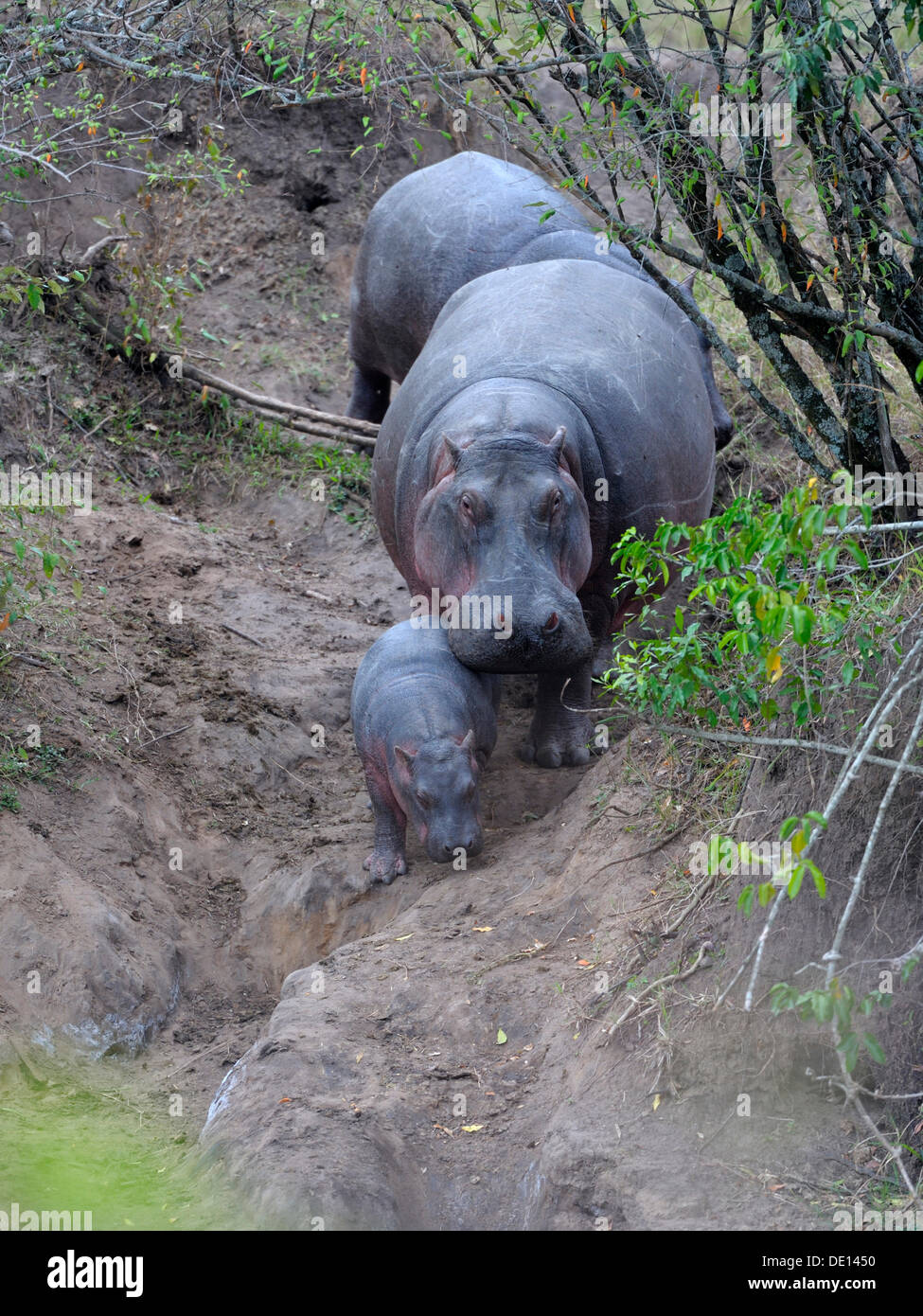 Hippopotame Hippopotamus amphibius vache avec veau nouveau né Masai Mara National