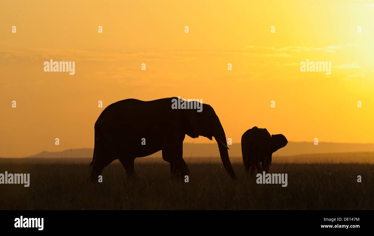 L'éléphant africain (Loxodonta africana), les éléphants au coucher du soleil, Masai Mara National Reserve, Kenya, Afrique de l'Est, l'Afrique Banque D'Images