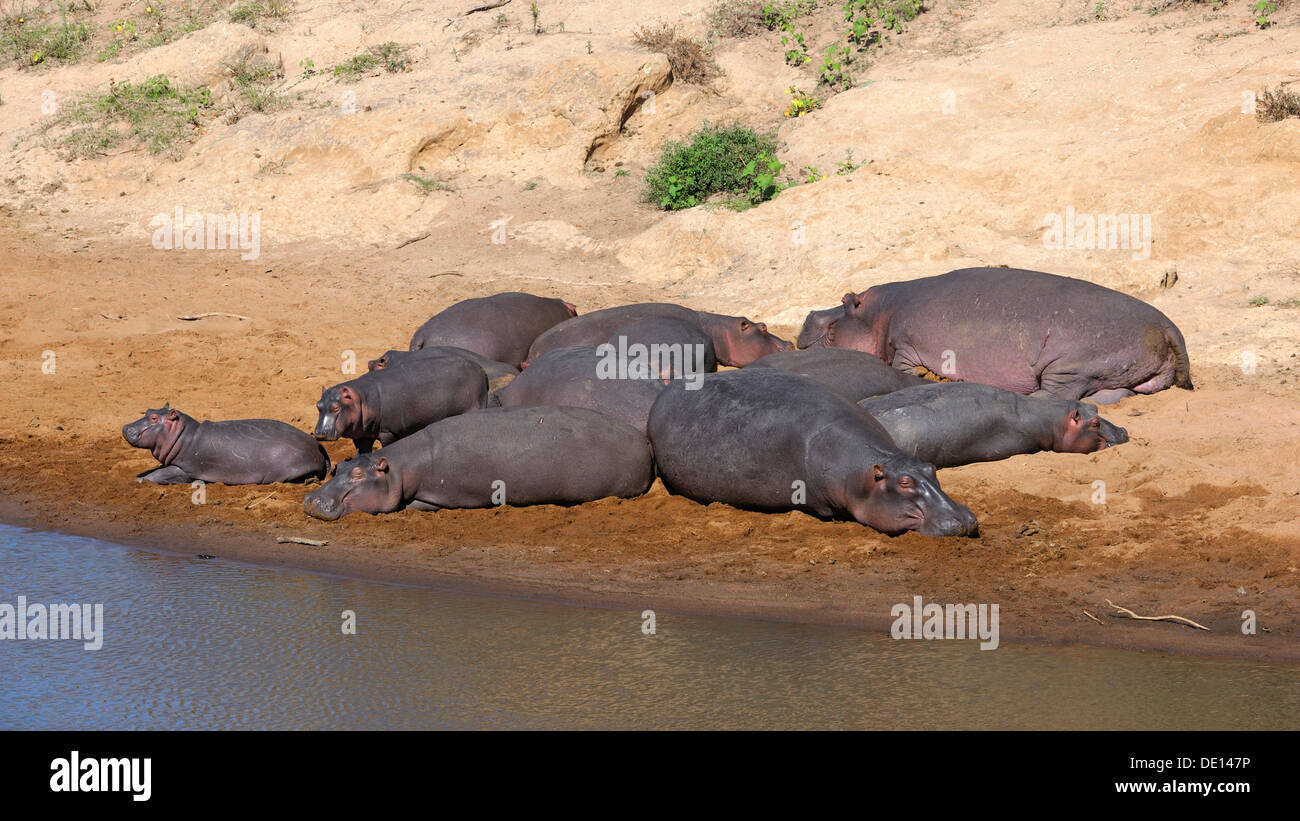 Hippopotame (Hippopotamus amphibius), troupeau de soleil sur les rives de la rivière Mara, Masai Mara National Reserve, Kenya Banque D'Images