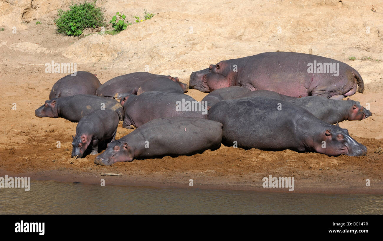Hippopotame (Hippopotamus amphibius), troupeau de soleil sur les rives de la rivière Mara, Masai Mara National Reserve, Kenya Banque D'Images